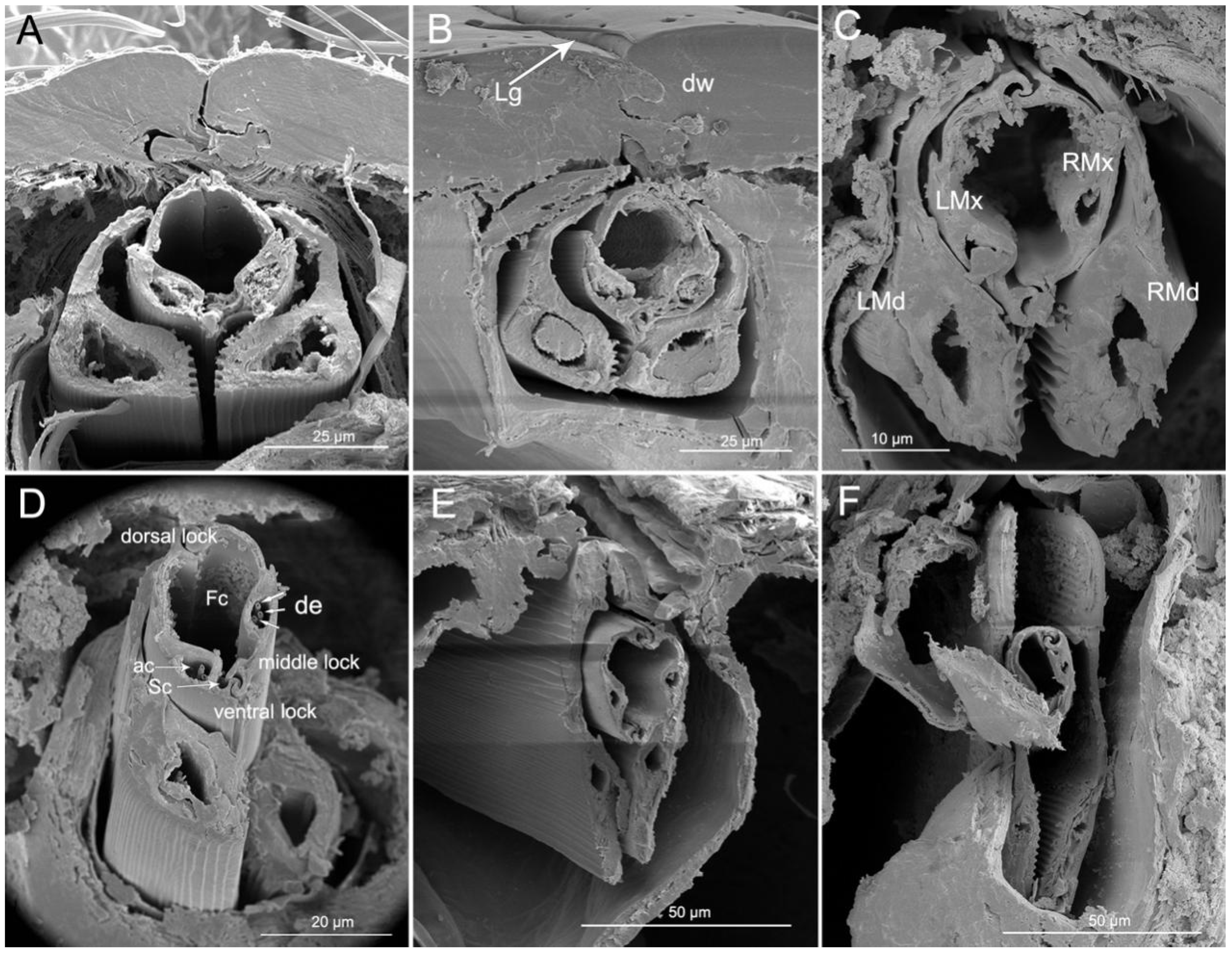 Insects 11 00386 g011 Insects 11 00386 g011