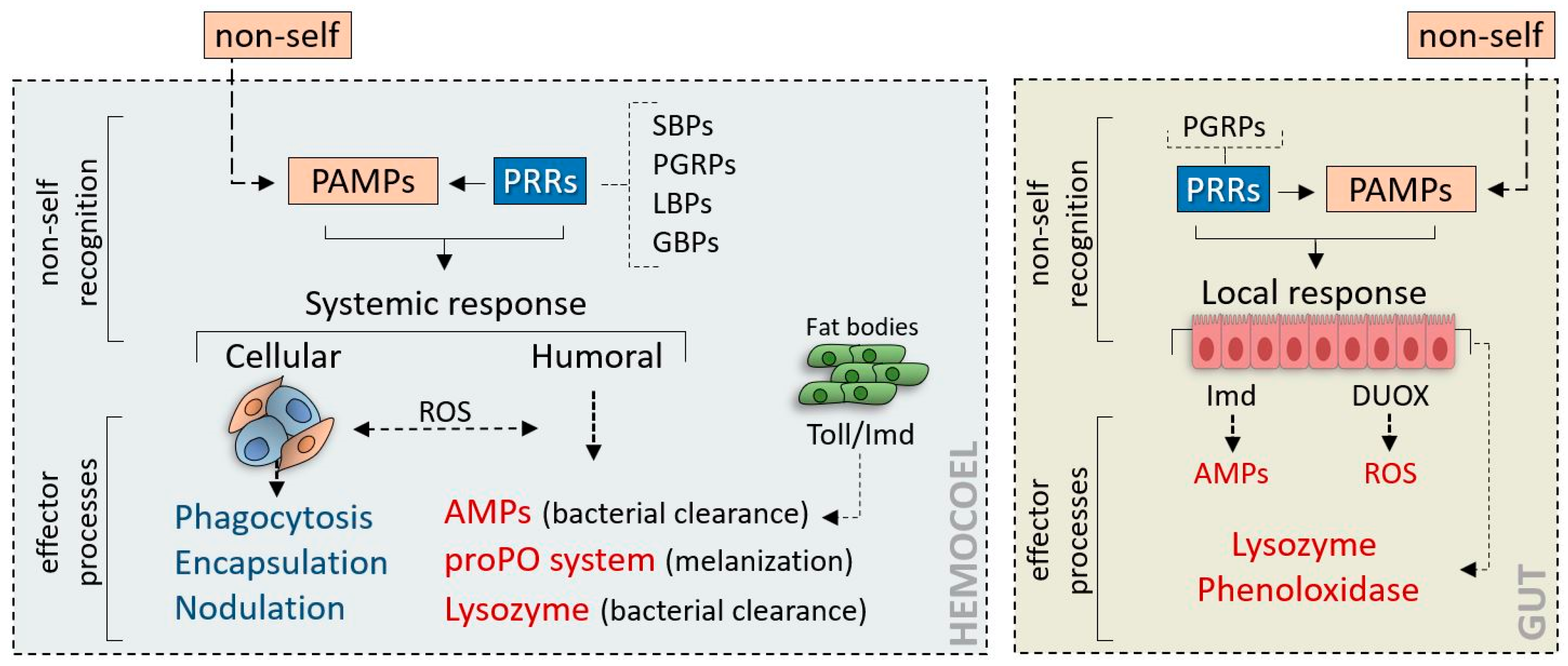 Insects 11 00387 g001 Insects 11 00387 g001