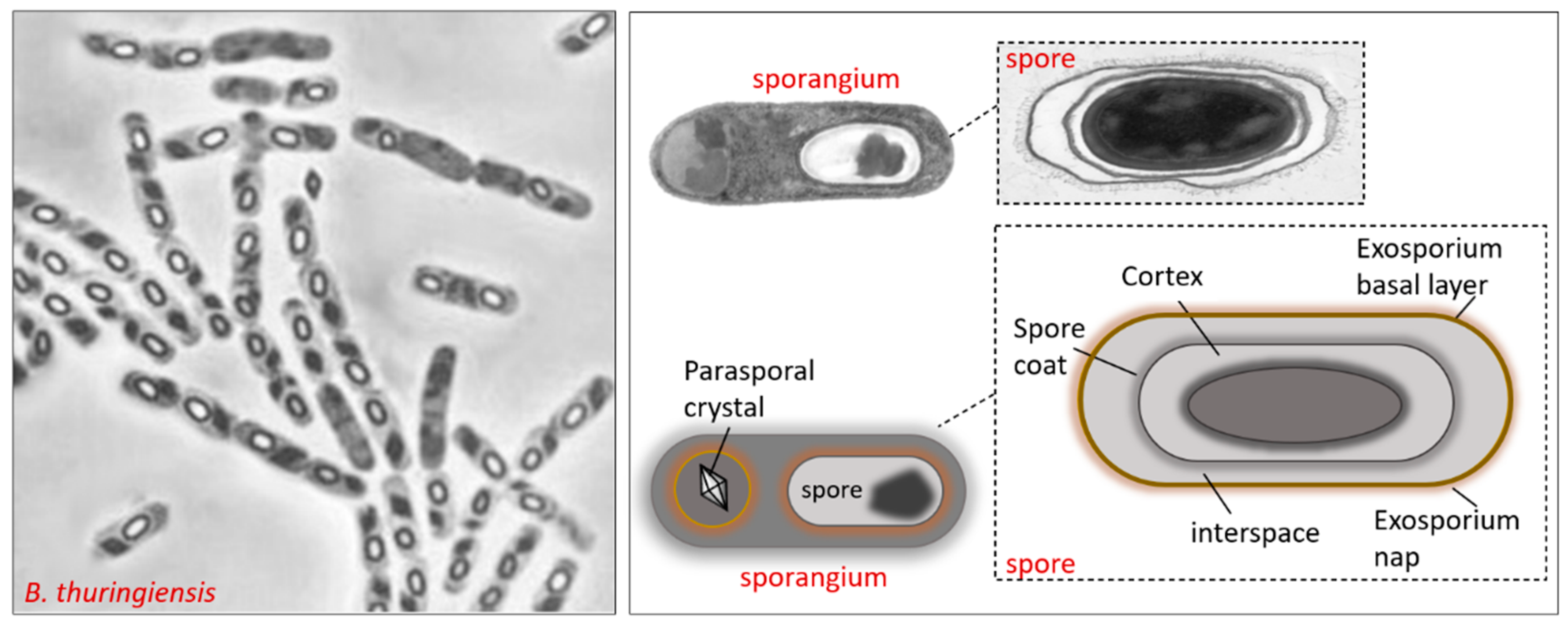 Insects 11 00387 g003 Insects 11 00387 g003