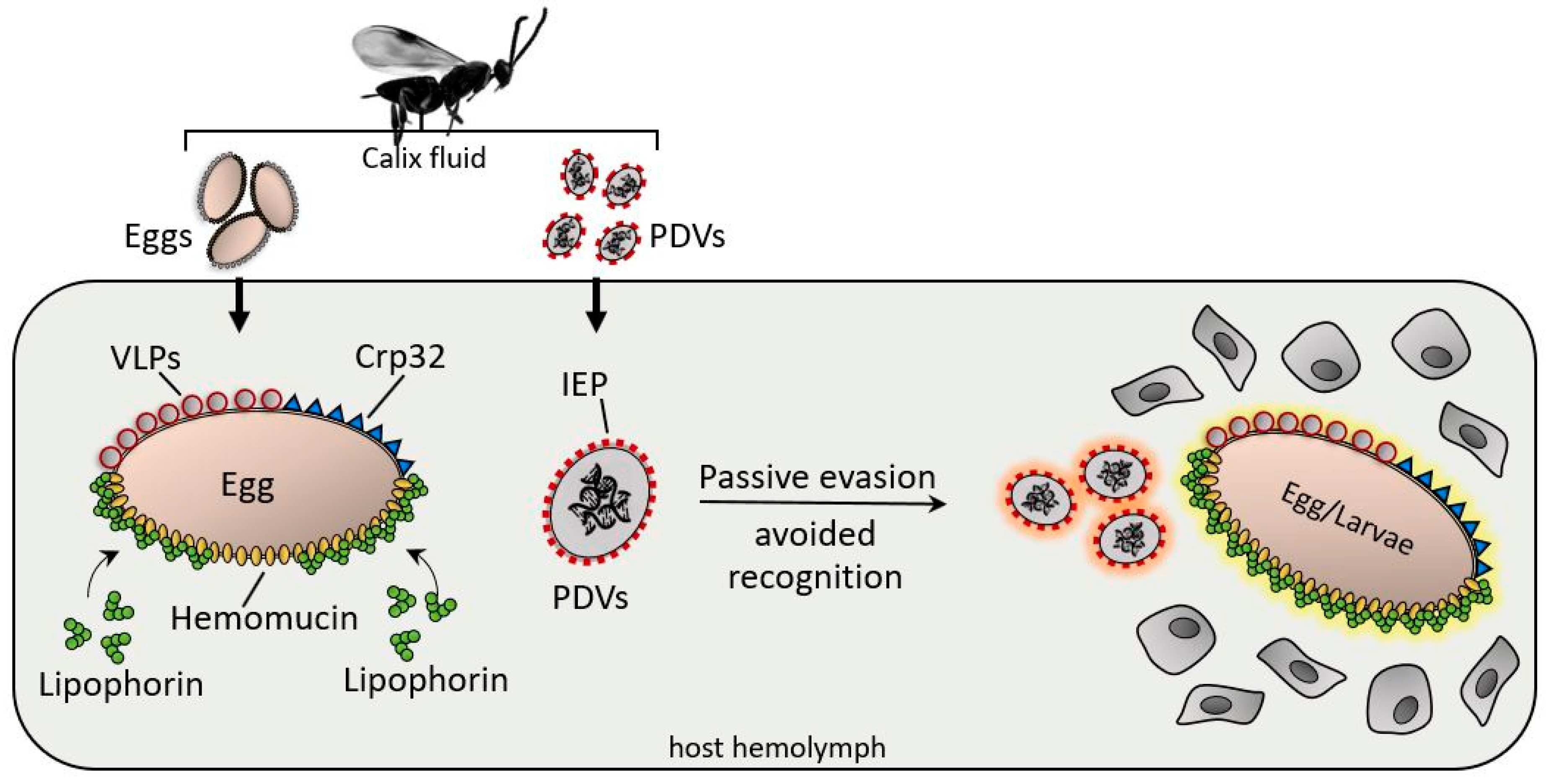 Insects 11 00387 g006 Insects 11 00387 g006