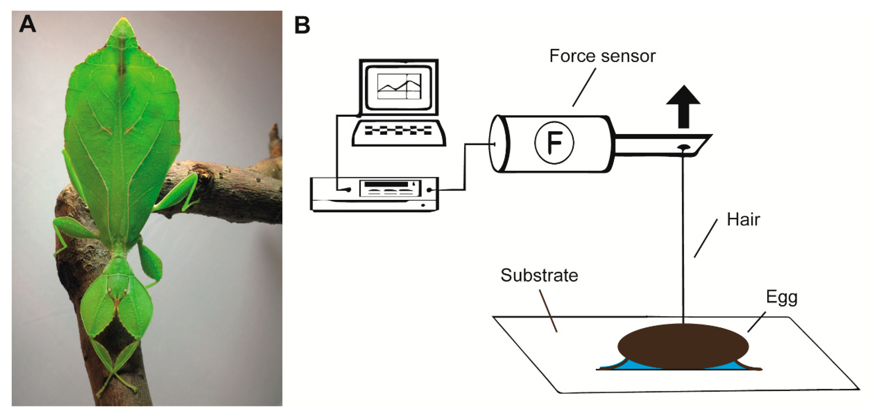 Insects 11 00400 g001 Insects 11 00400 g001