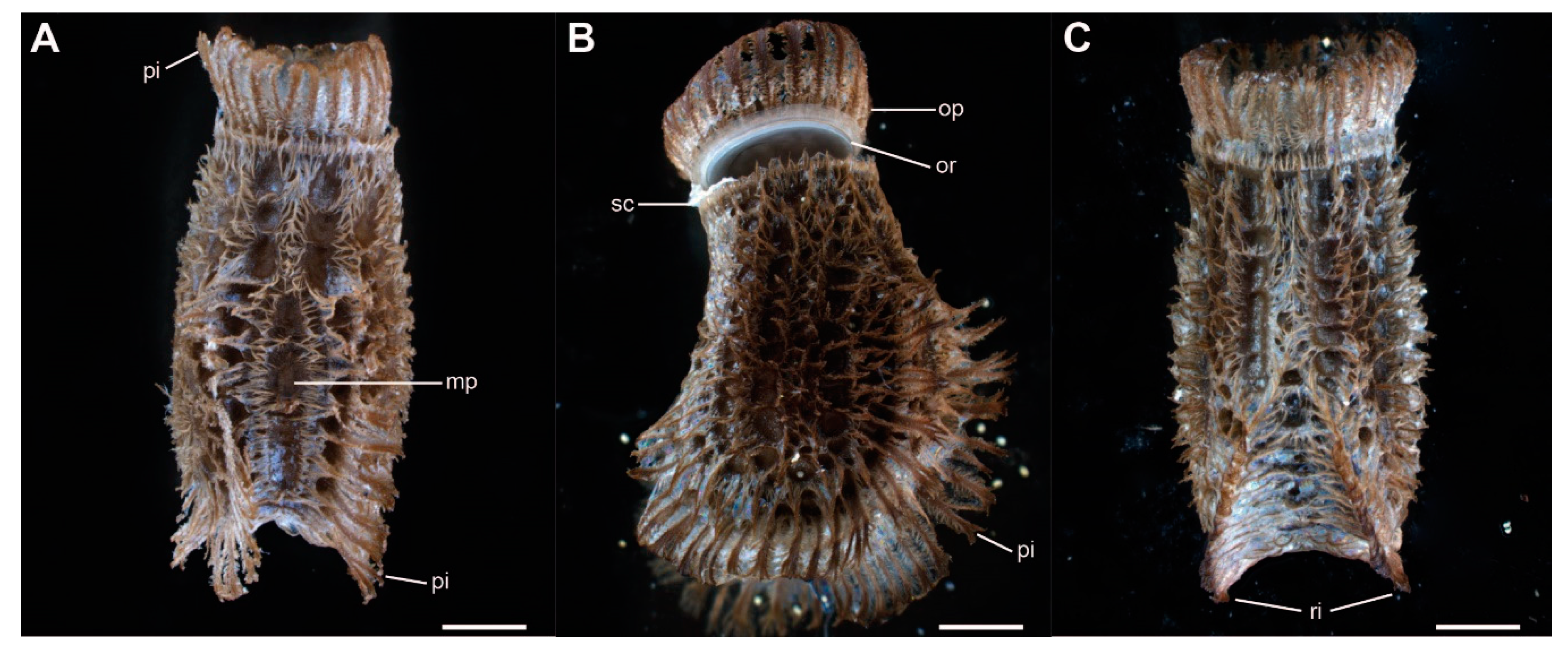 Insects 11 00400 g002 Insects 11 00400 g002