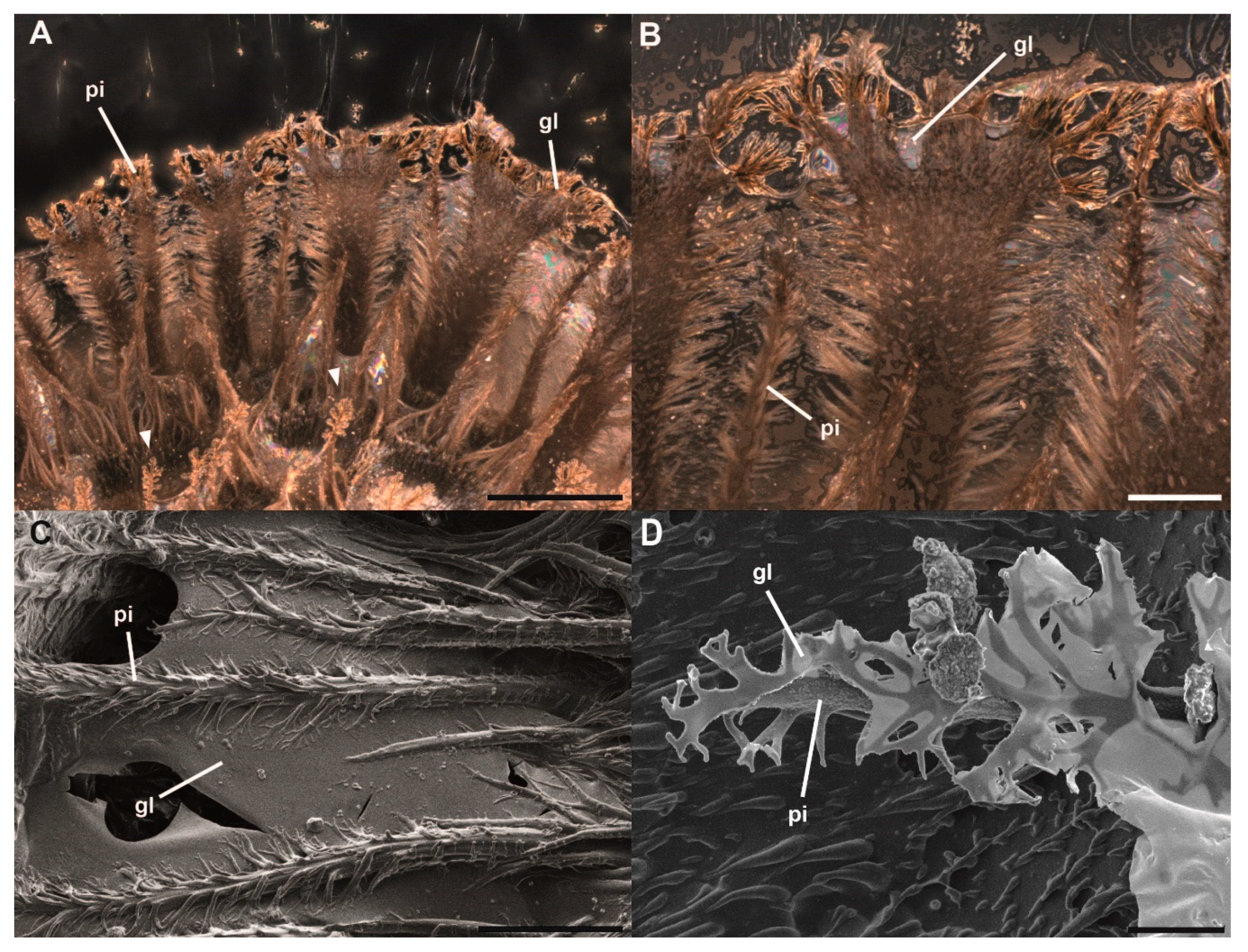 Insects 11 00400 g004 Insects 11 00400 g004
