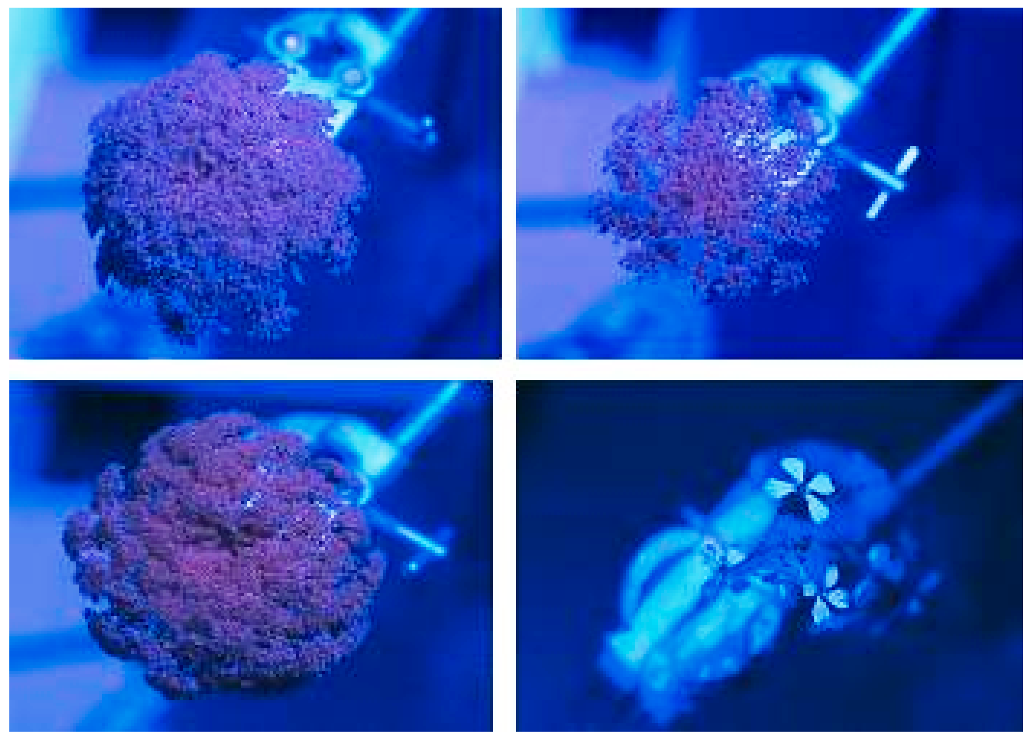 Insects 11 00402 g003