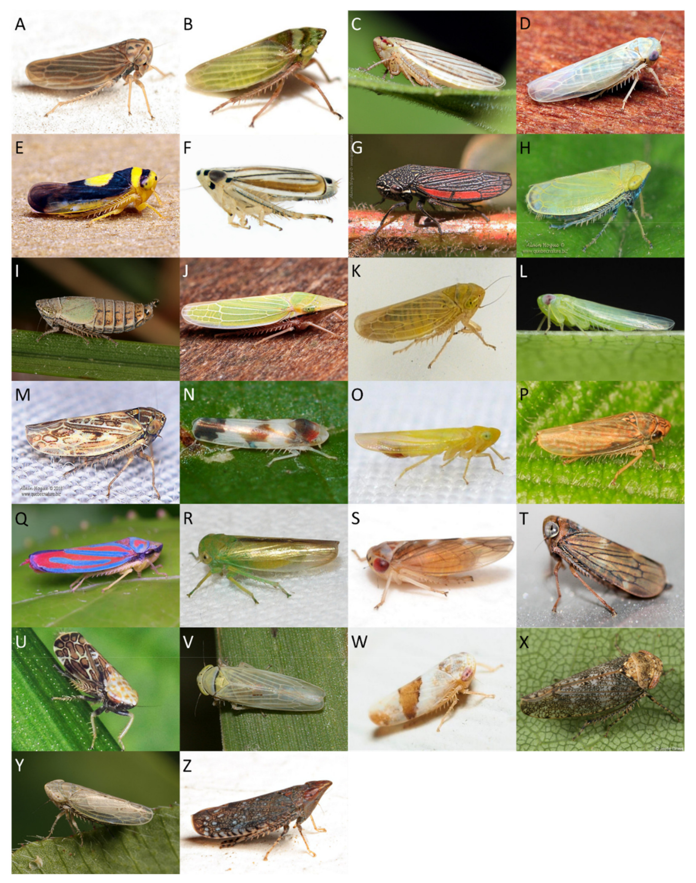 Insects 11 00411 g003 Insects 11 00411 g003