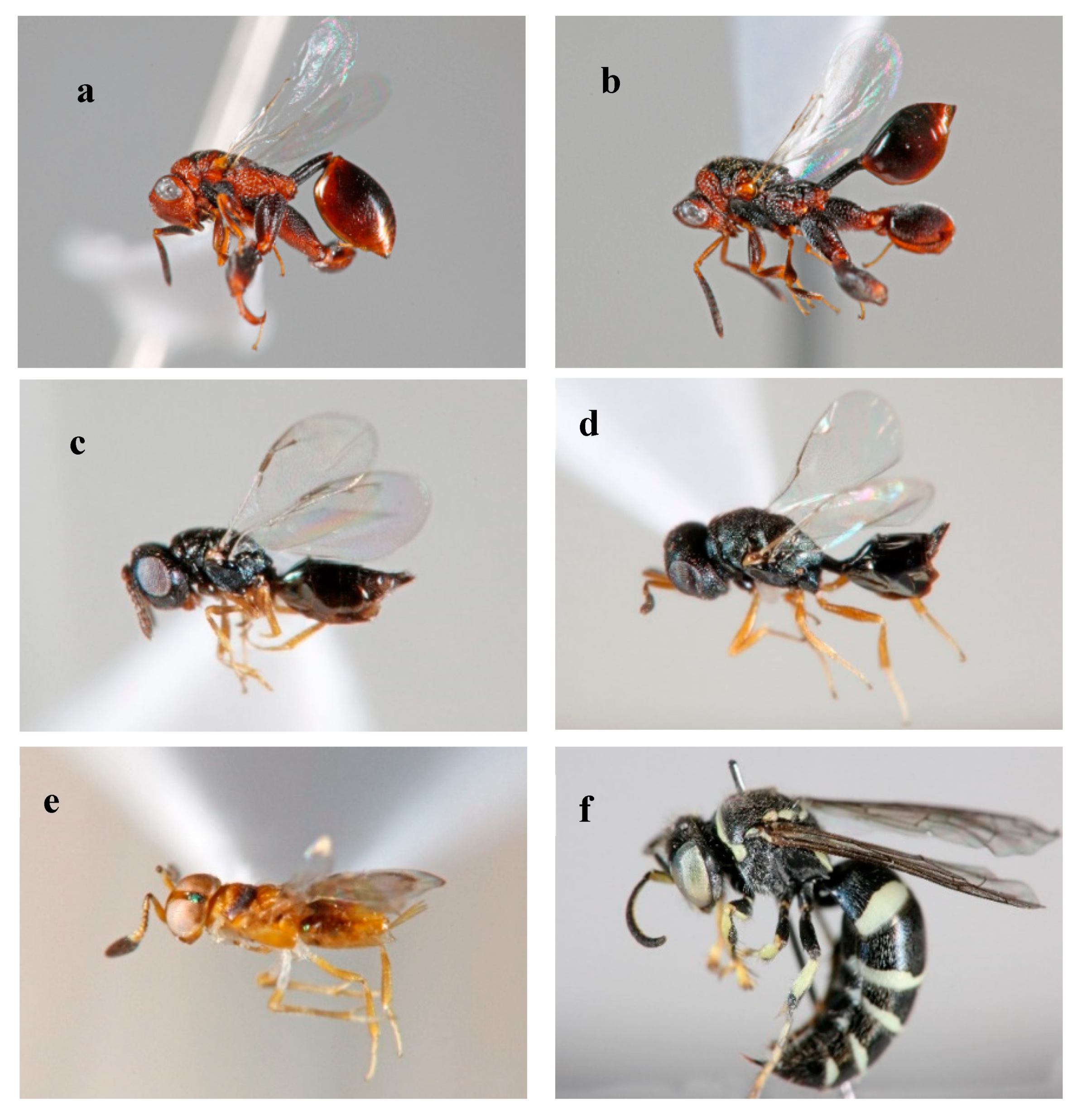 Insects 11 00424 g004 Insects 11 00424 g004