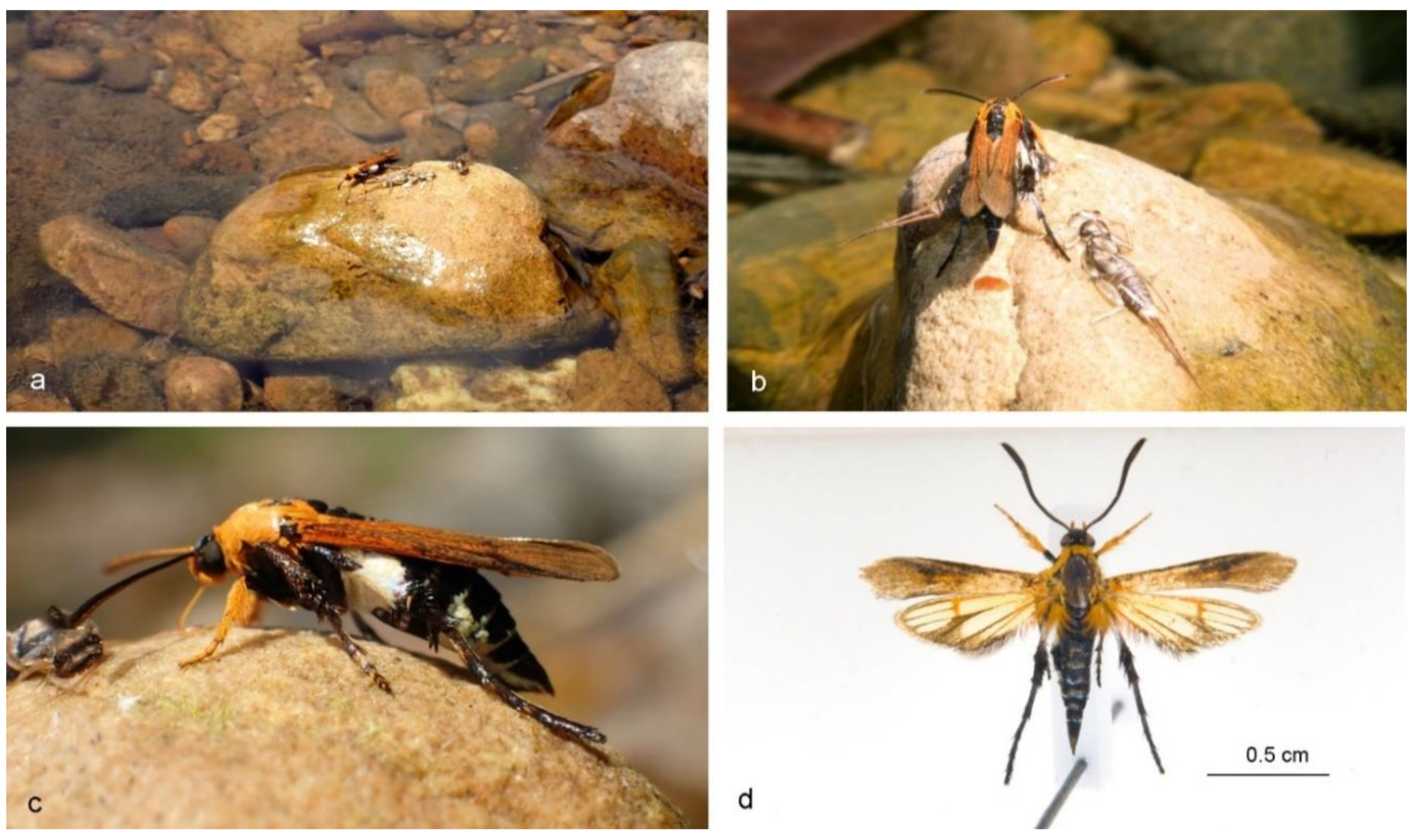 Insects 11 00425 g001 Insects 11 00425 g001