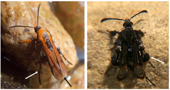 A Vivid Orange New Genus and Species of Braconid-Mimicking Clearwing ...