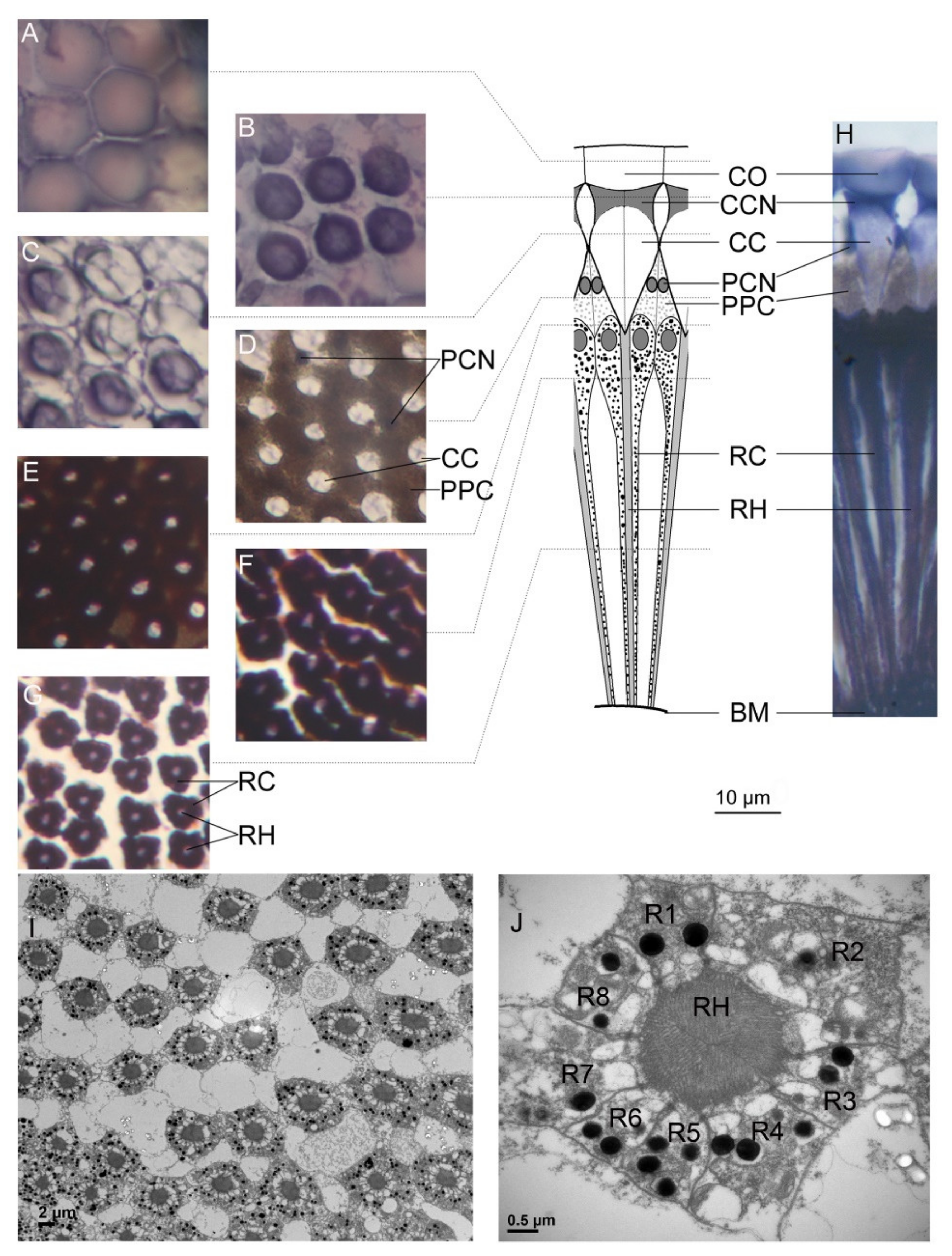 Insects 11 00426 g003 Insects 11 00426 g003