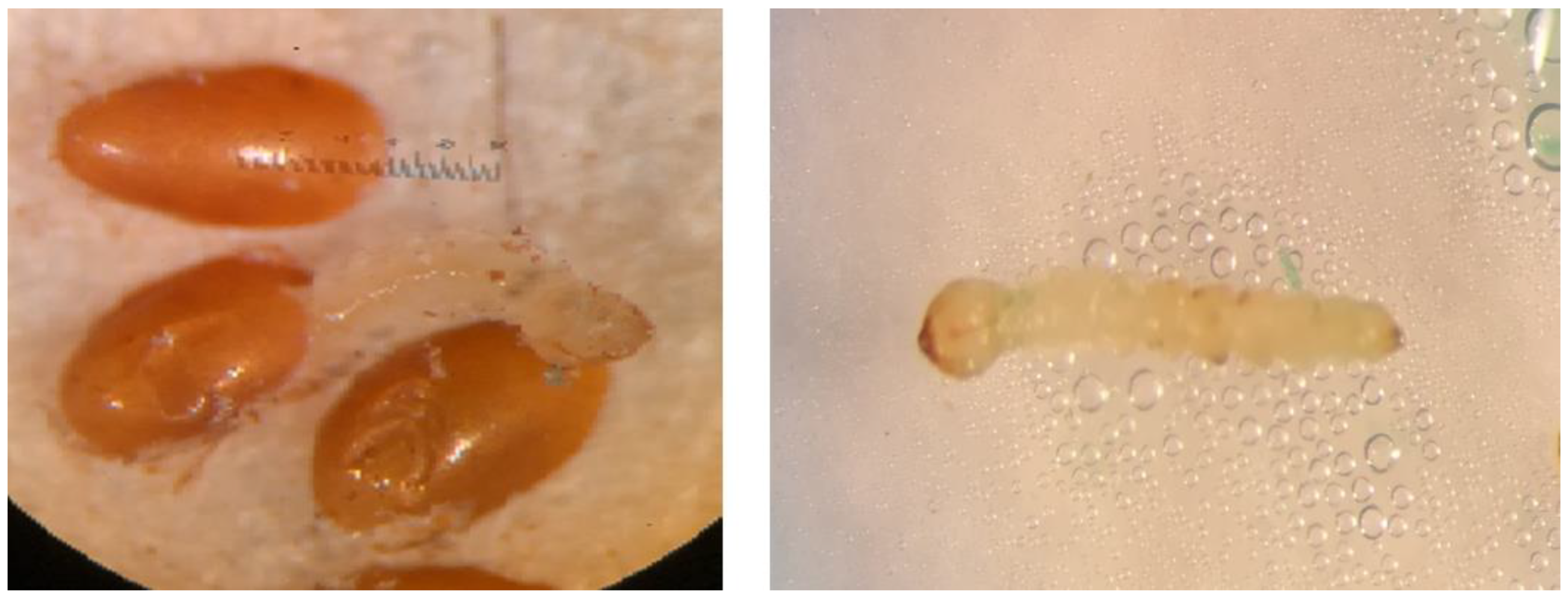 Insects 11 00440 g001 Insects 11 00440 g001