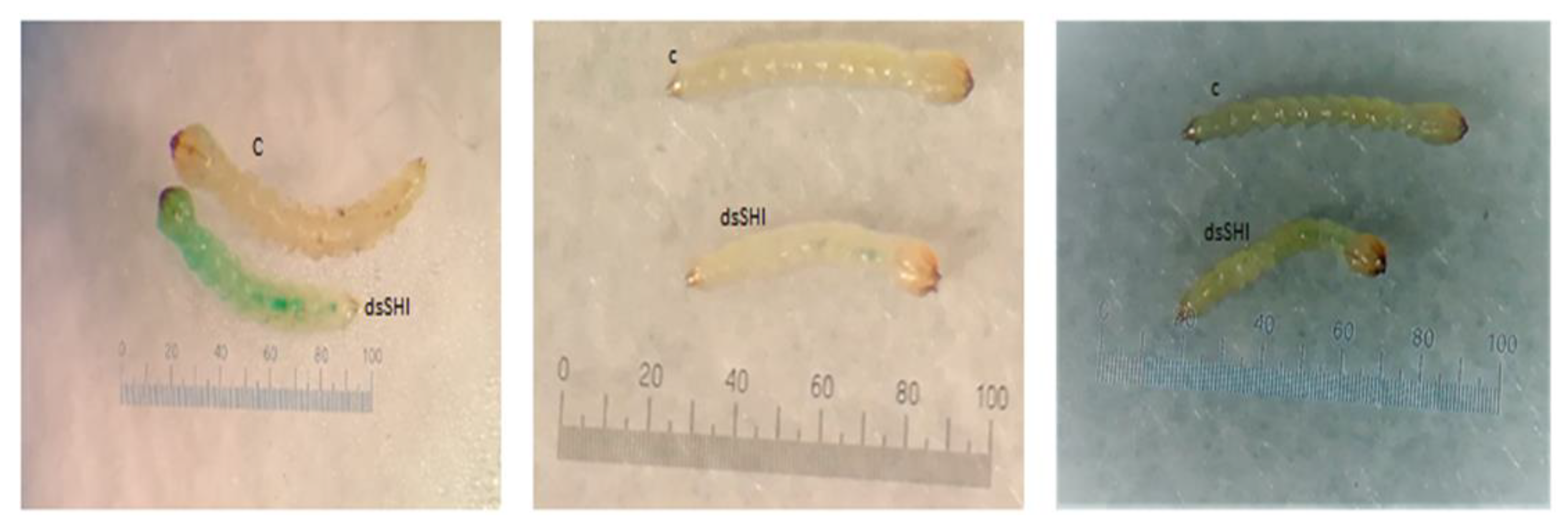 Insects 11 00440 g005 Insects 11 00440 g005