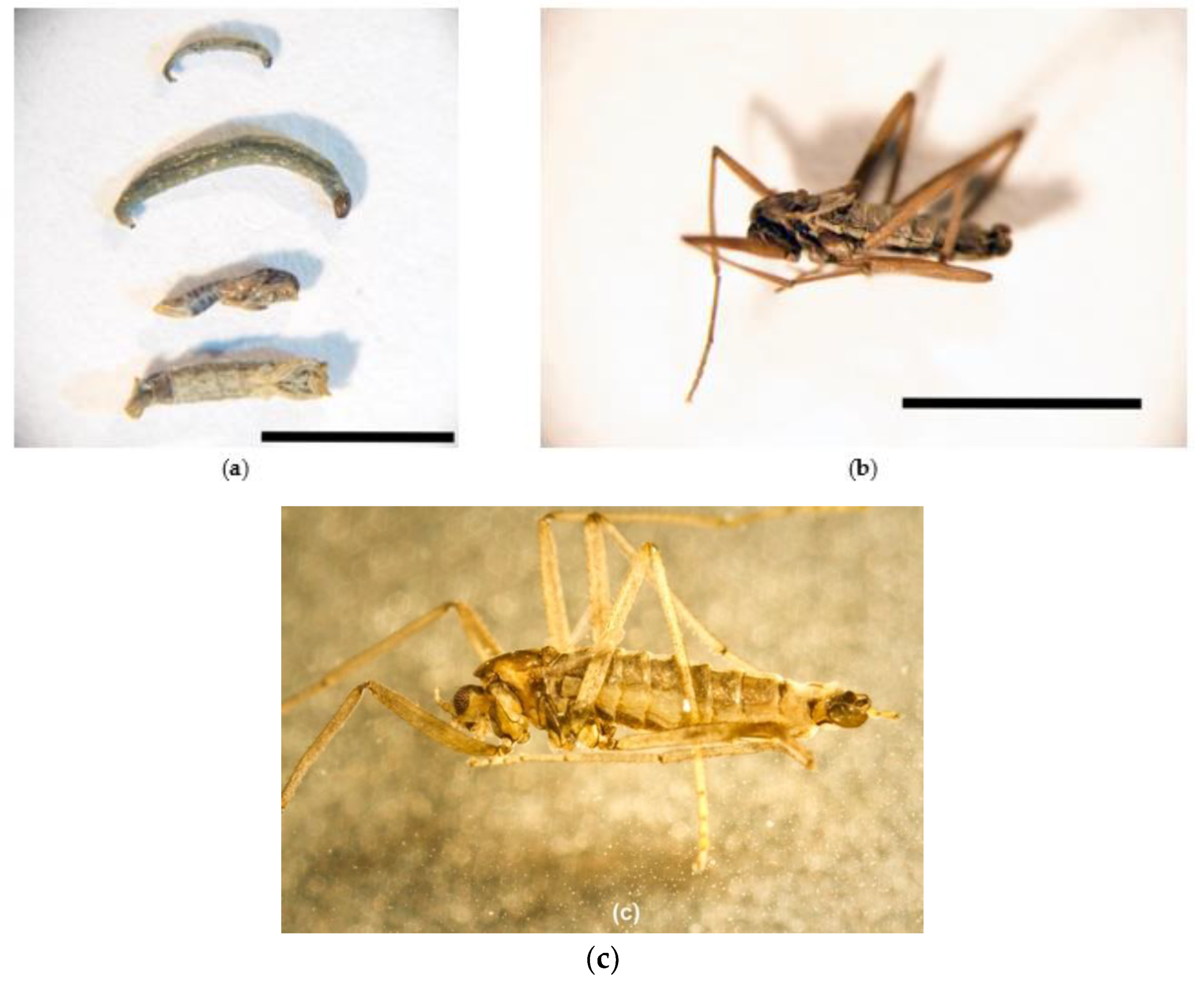 Insects 11 00442 g001 Insects 11 00442 g001