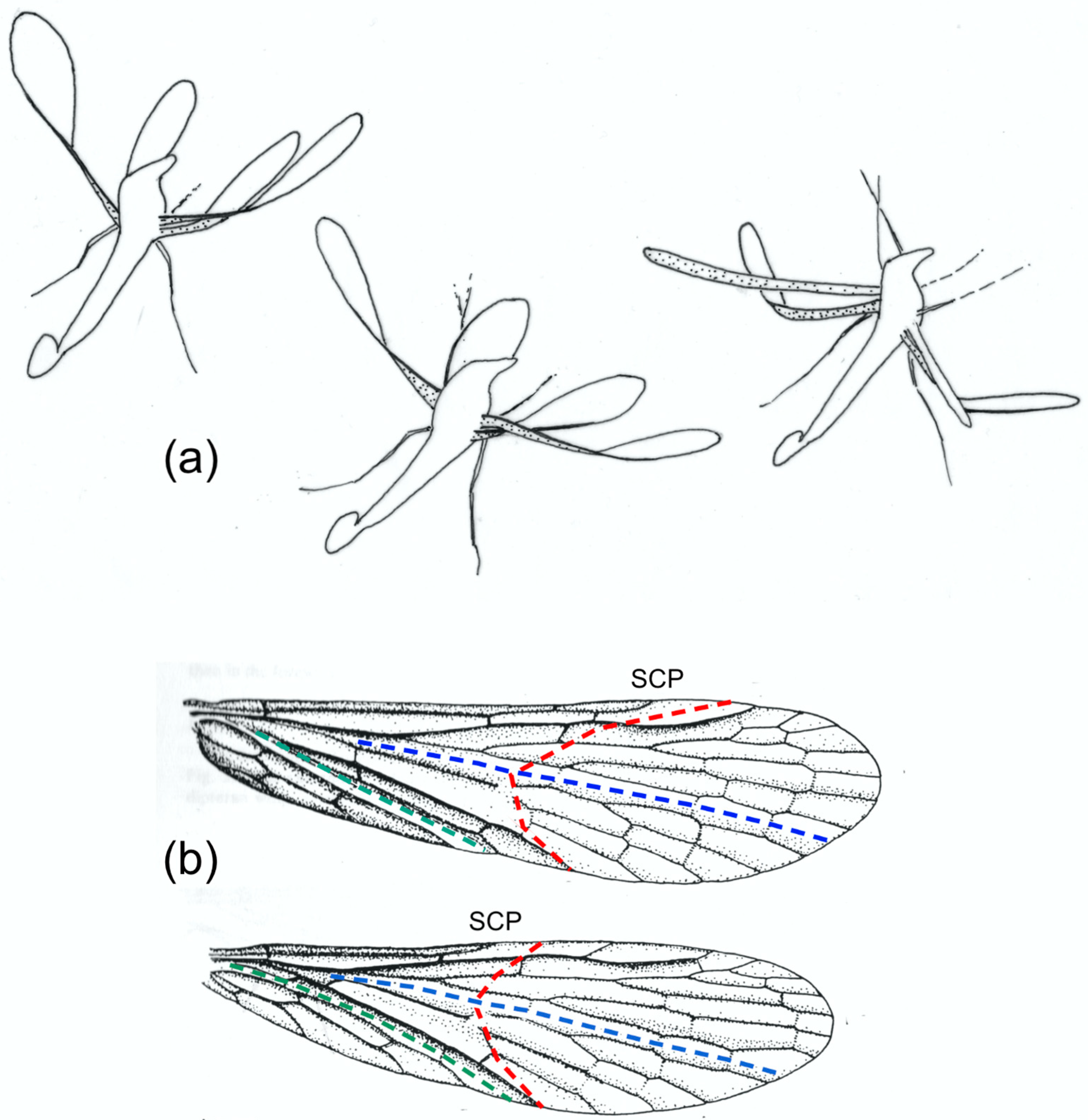 The Hind Wing of Coleoptera (Insecta): Morphology, Nomenclature