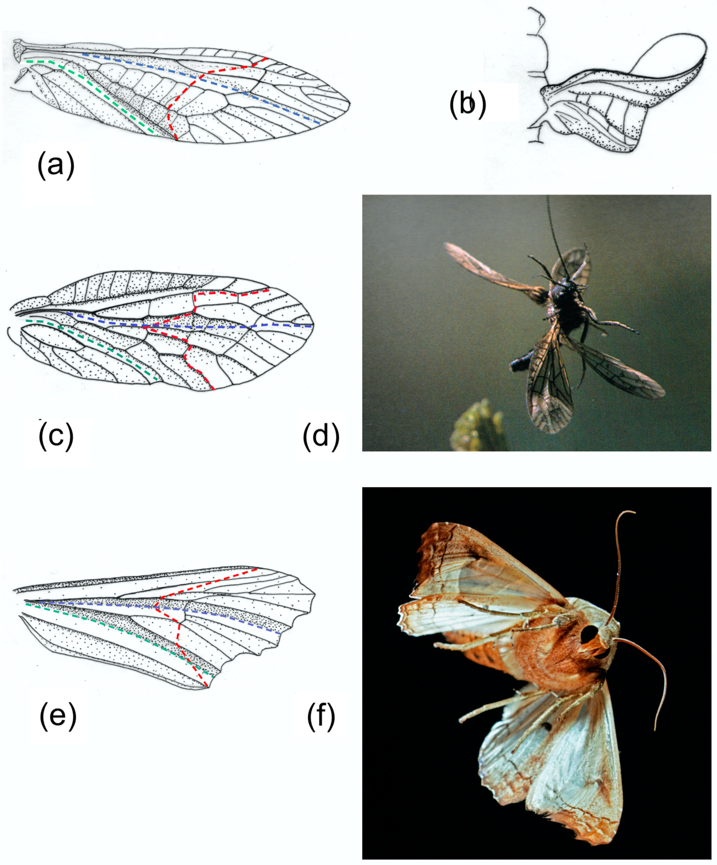 Insects 11 00446 g004