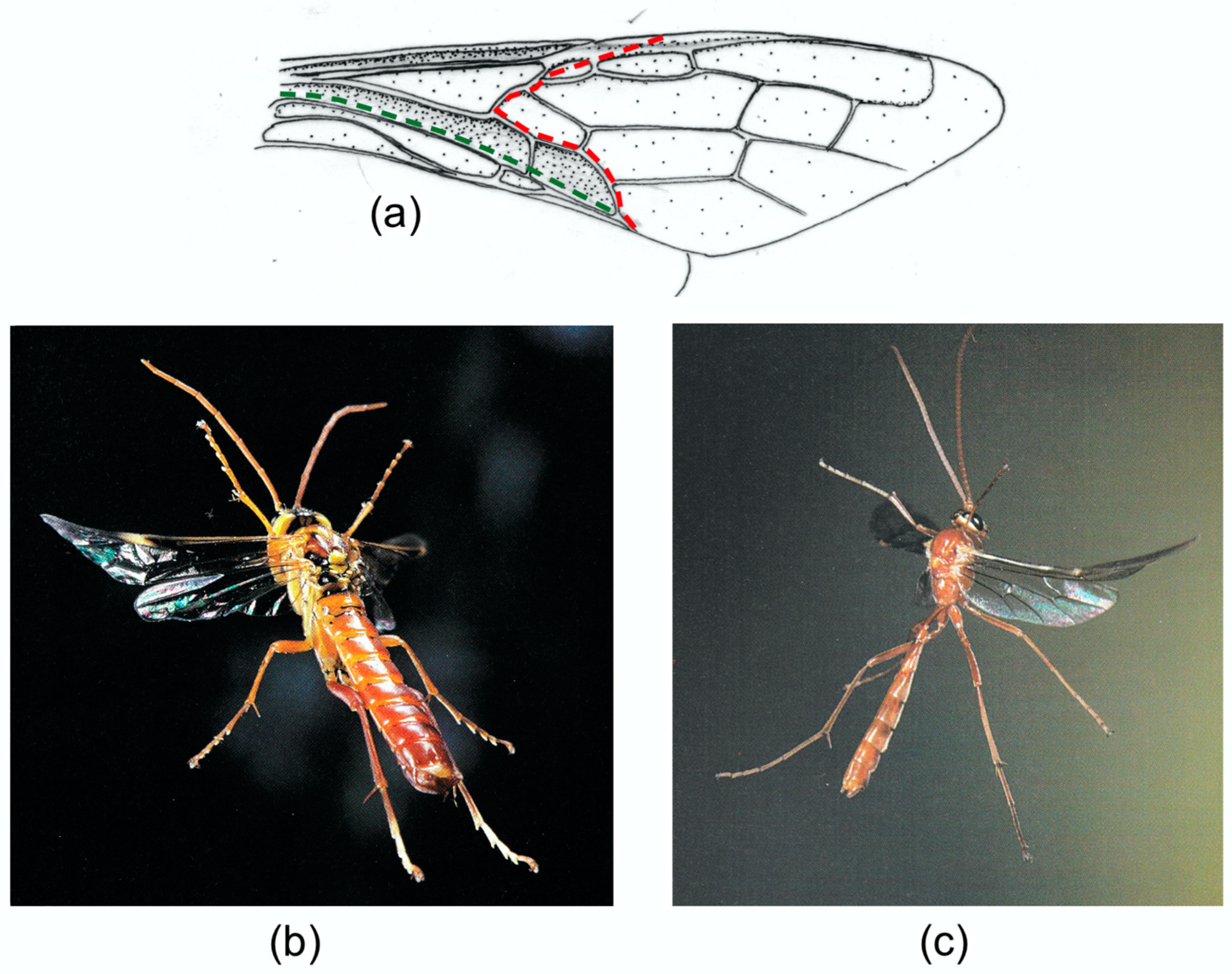 Insects Free FullText The Geometry and Mechanics of Insect Wing