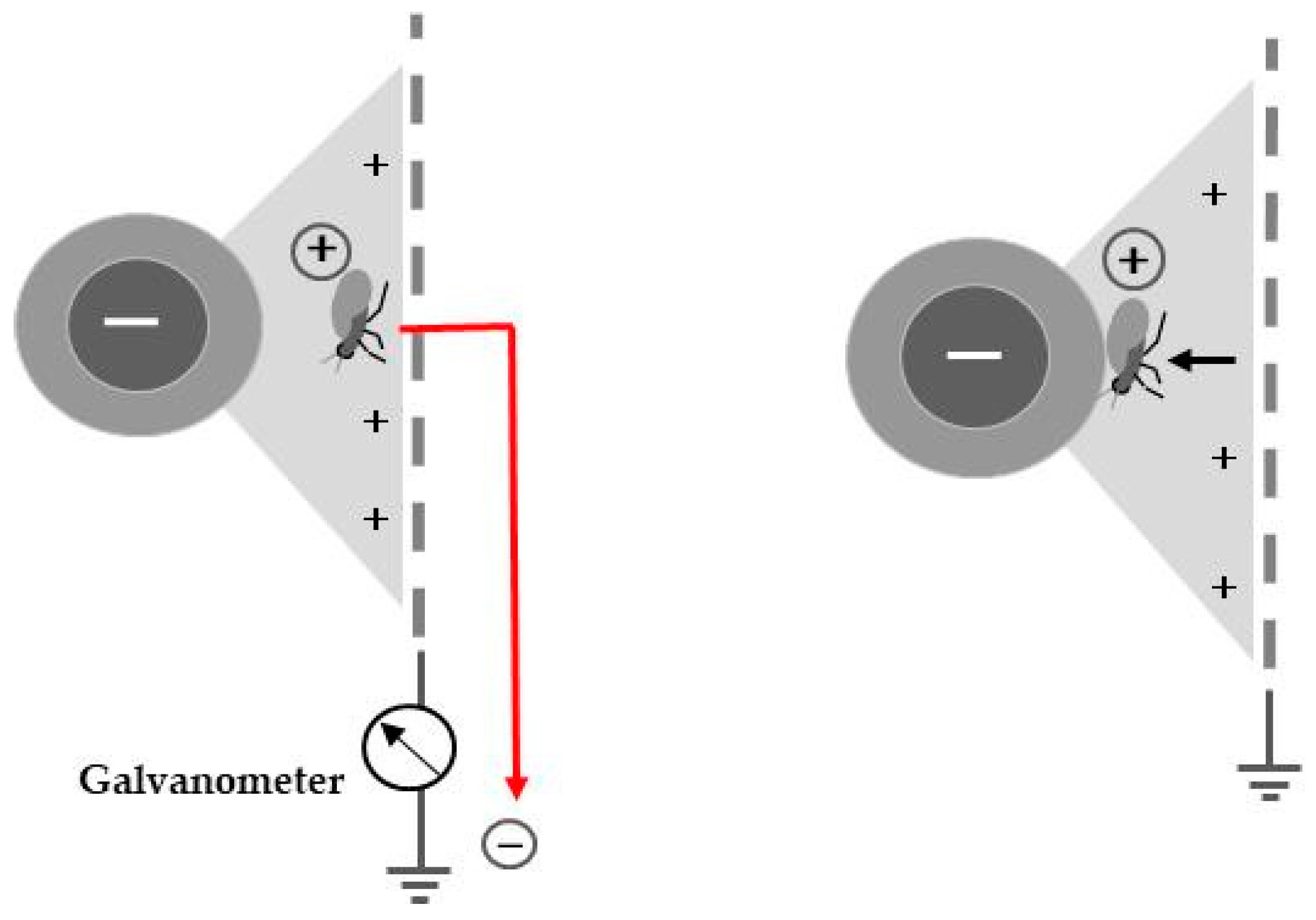 Insects 11 00447 g004