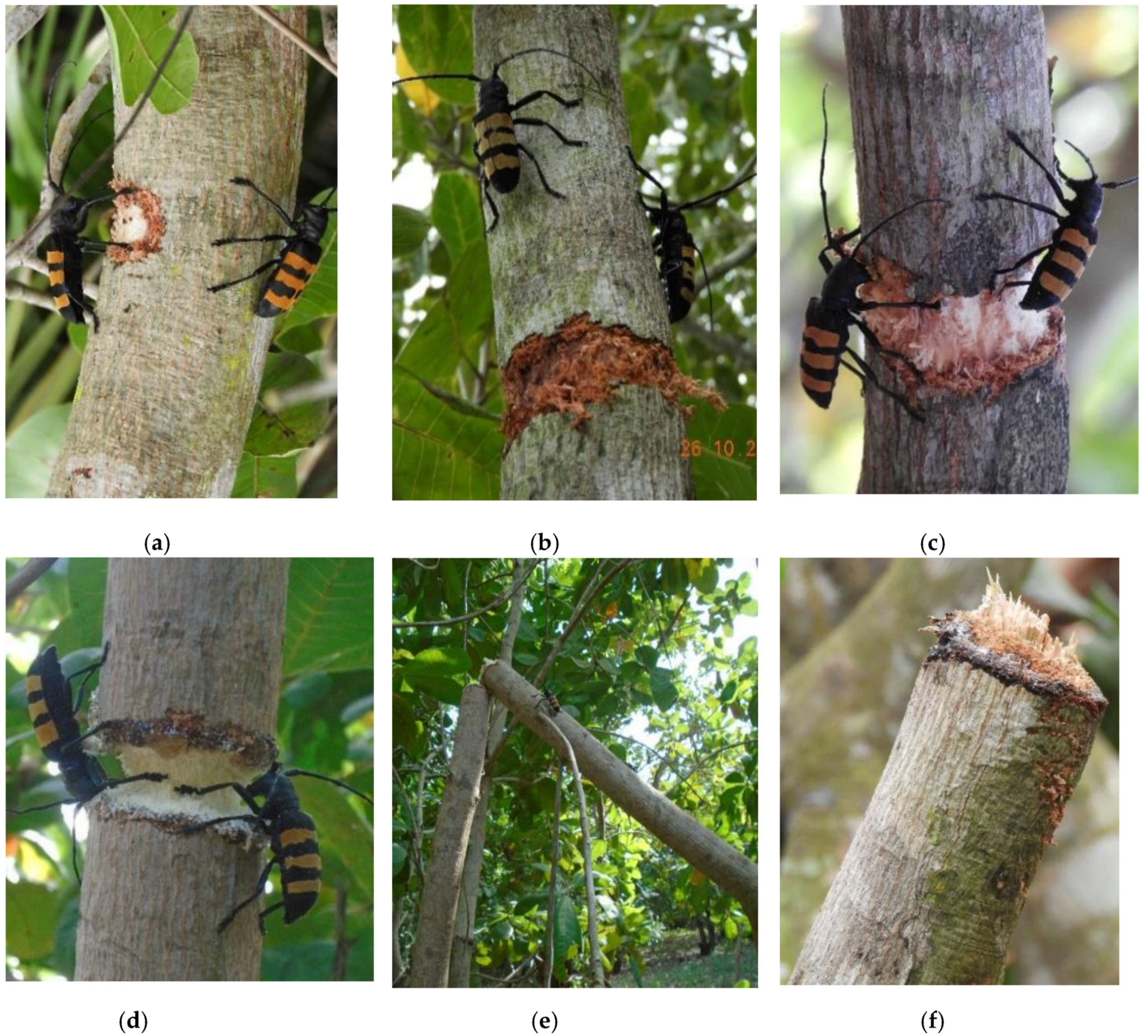 Insects 11 00456 g003 Insects 11 00456 g003