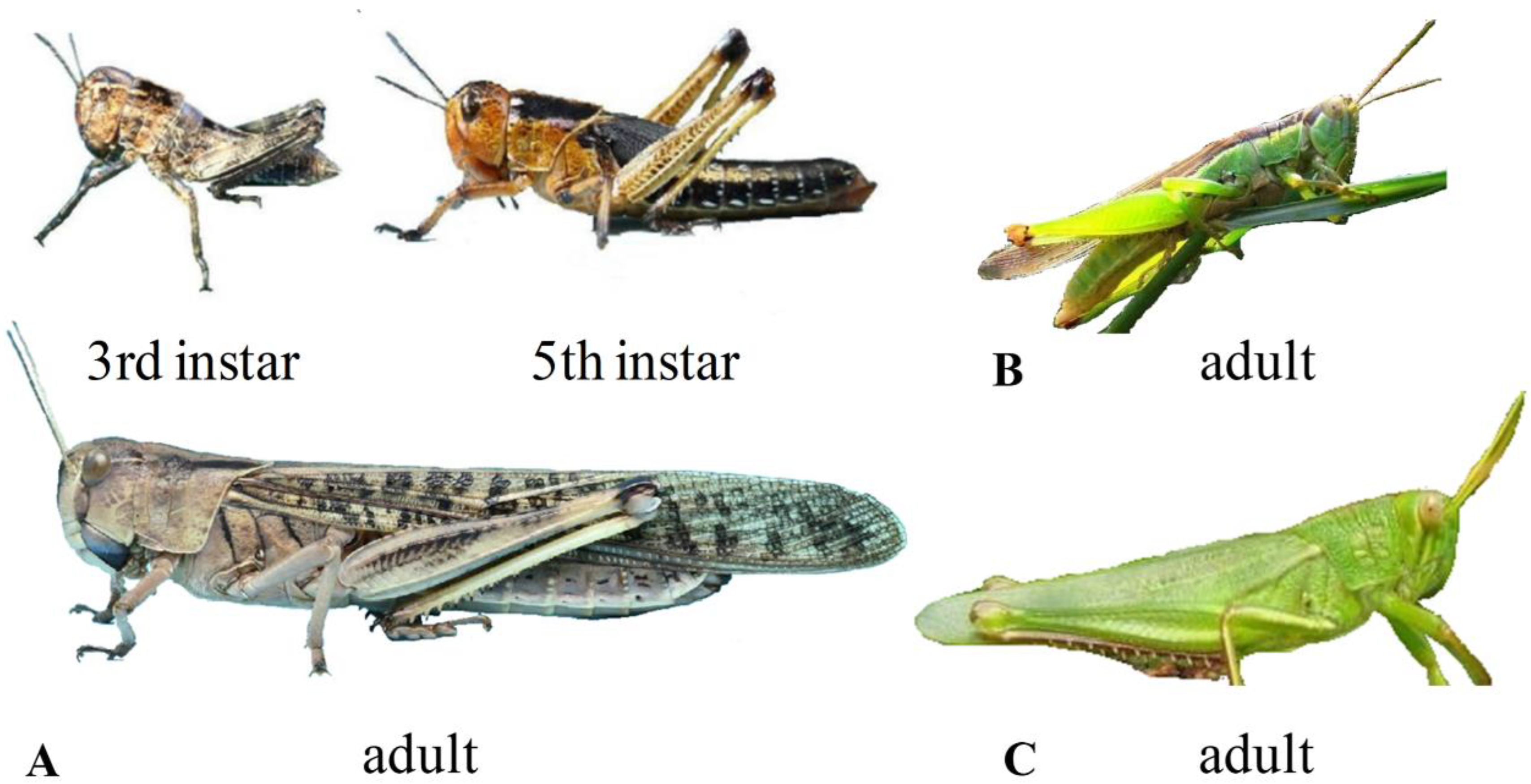 Real Locust Various Growth Stages Specimens Collection Scientific Learning Tools 