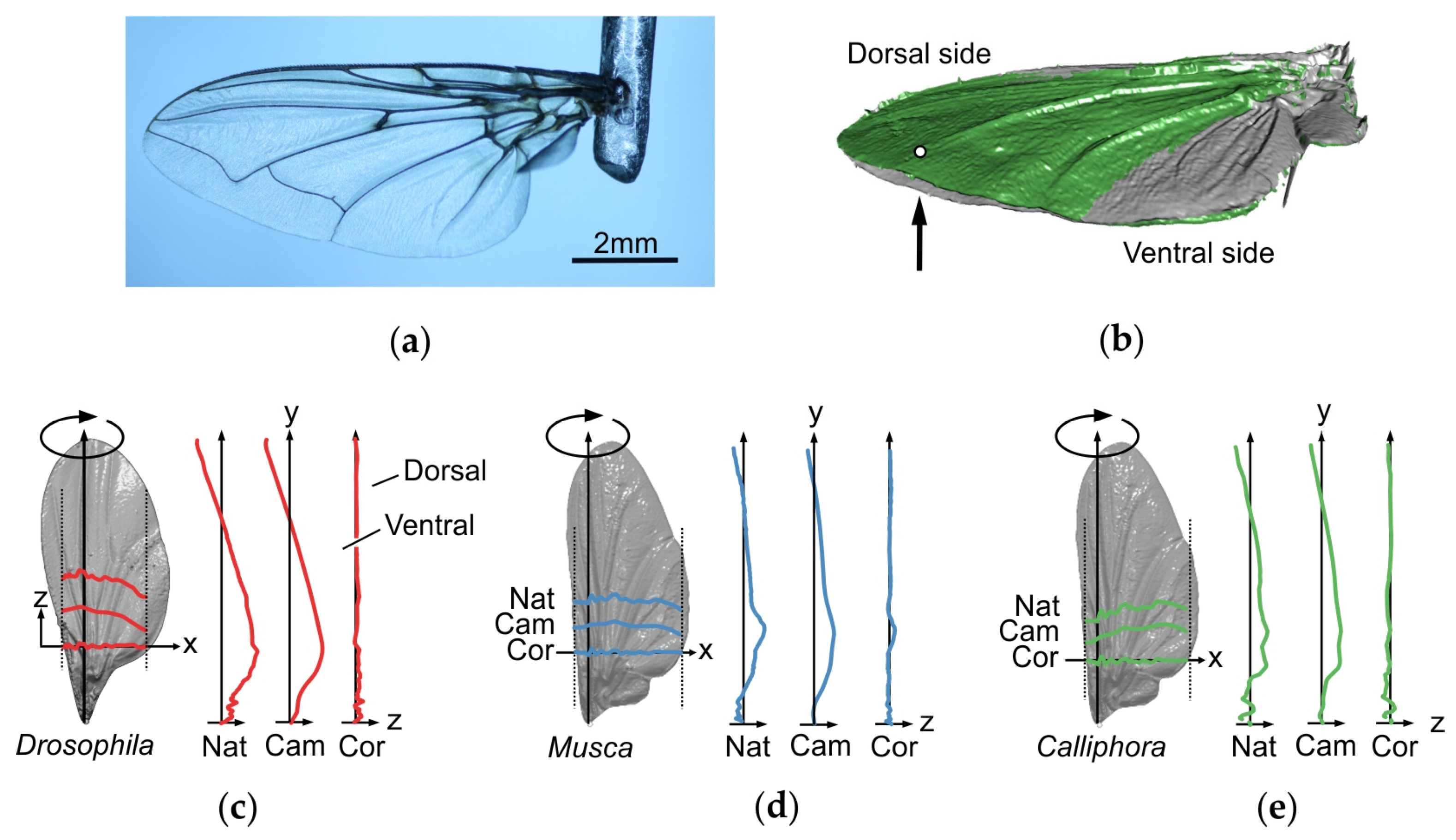 https://www.mdpi.com/insects/insects-11-00466/article_deploy/html/images/insects-11-00466-g001.png