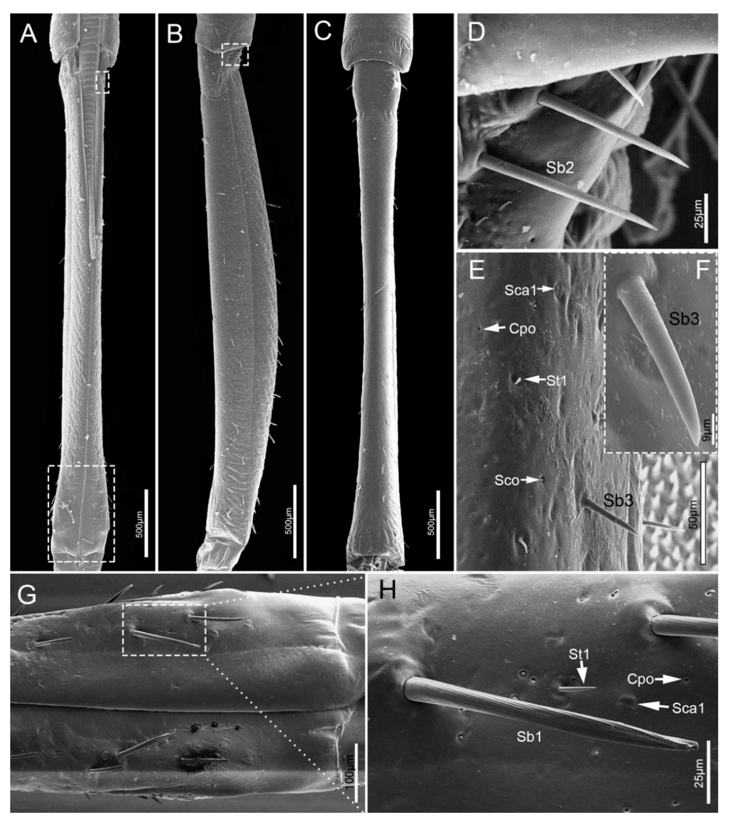 Insects 11 00503 g004 Insects 11 00503 g004