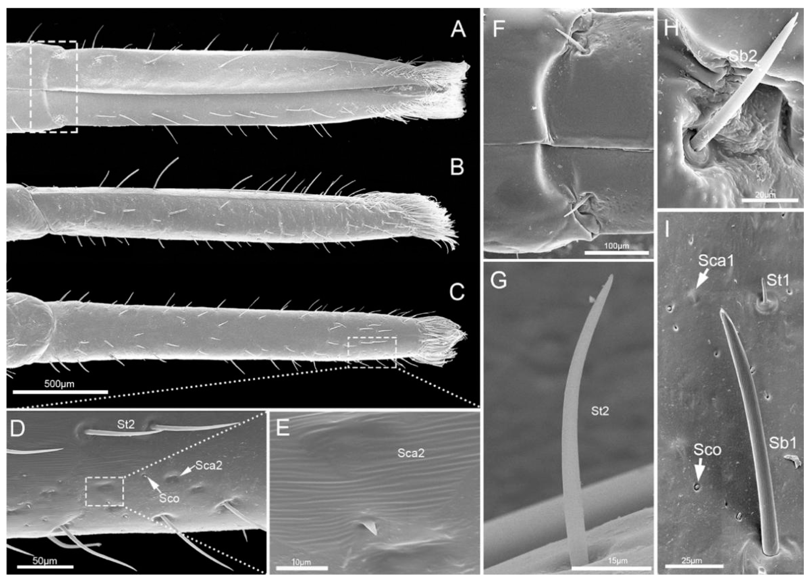 Insects 11 00503 g006 Insects 11 00503 g006