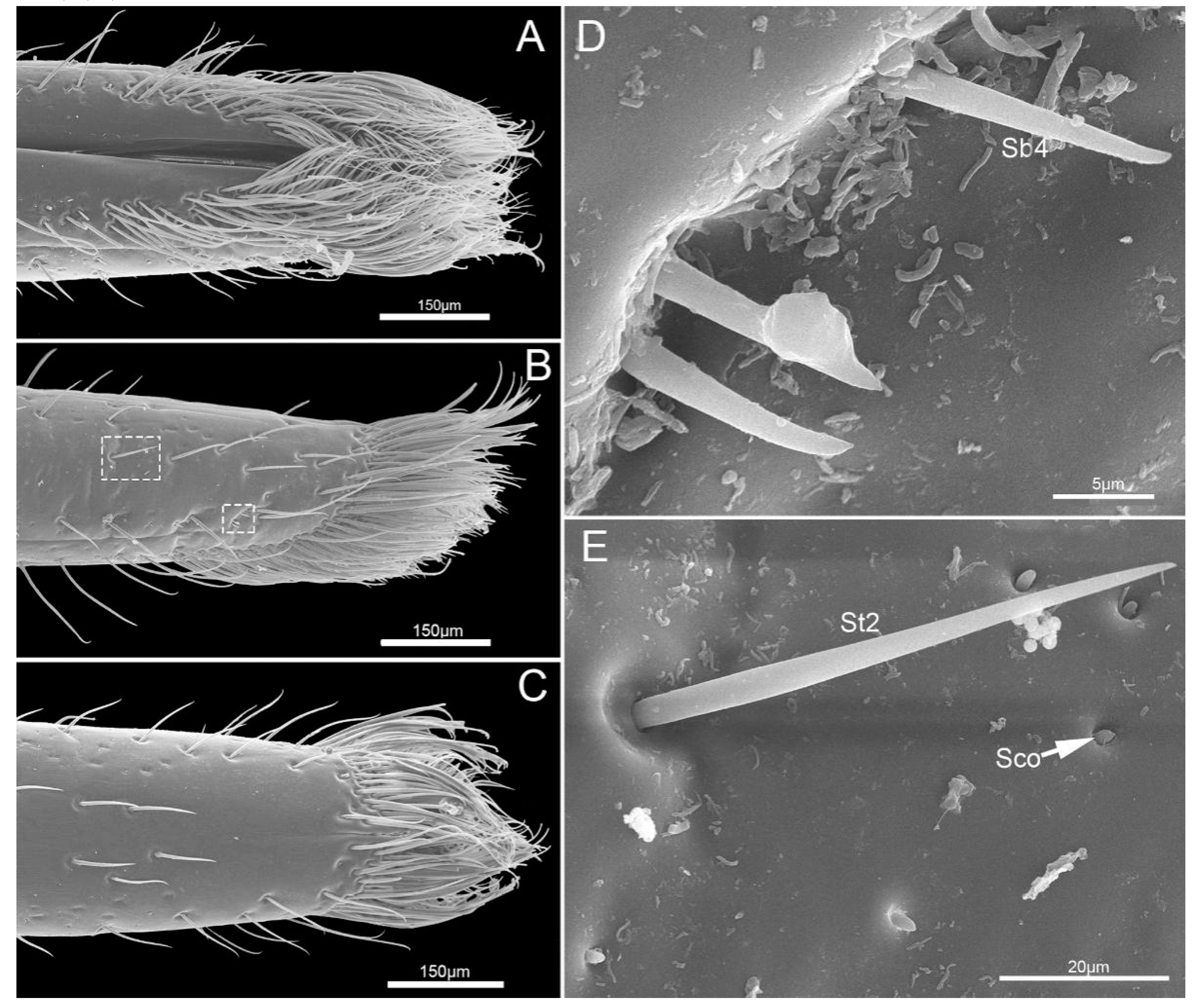 Insects 11 00503 g007 Insects 11 00503 g007