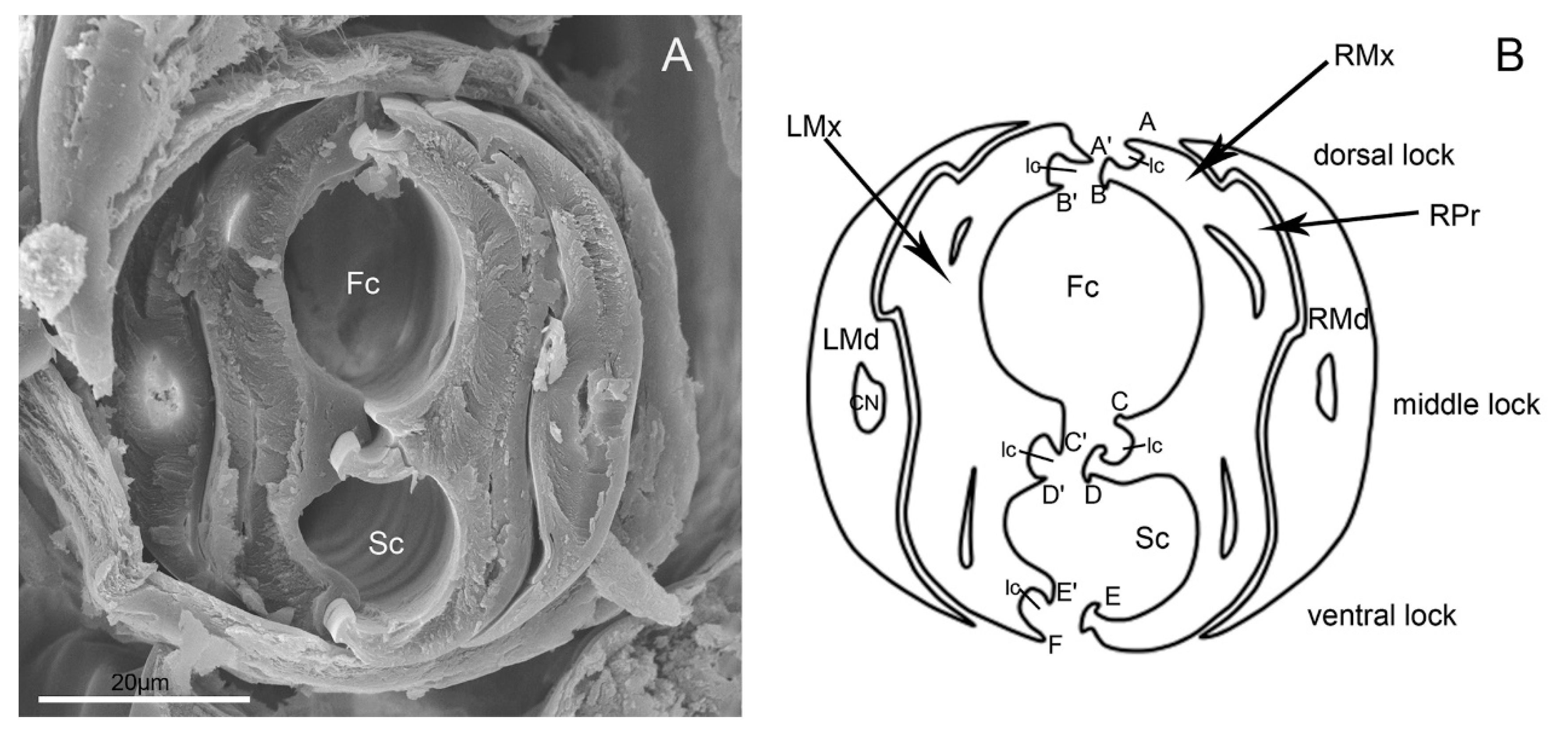 Insects 11 00503 g010 Insects 11 00503 g010