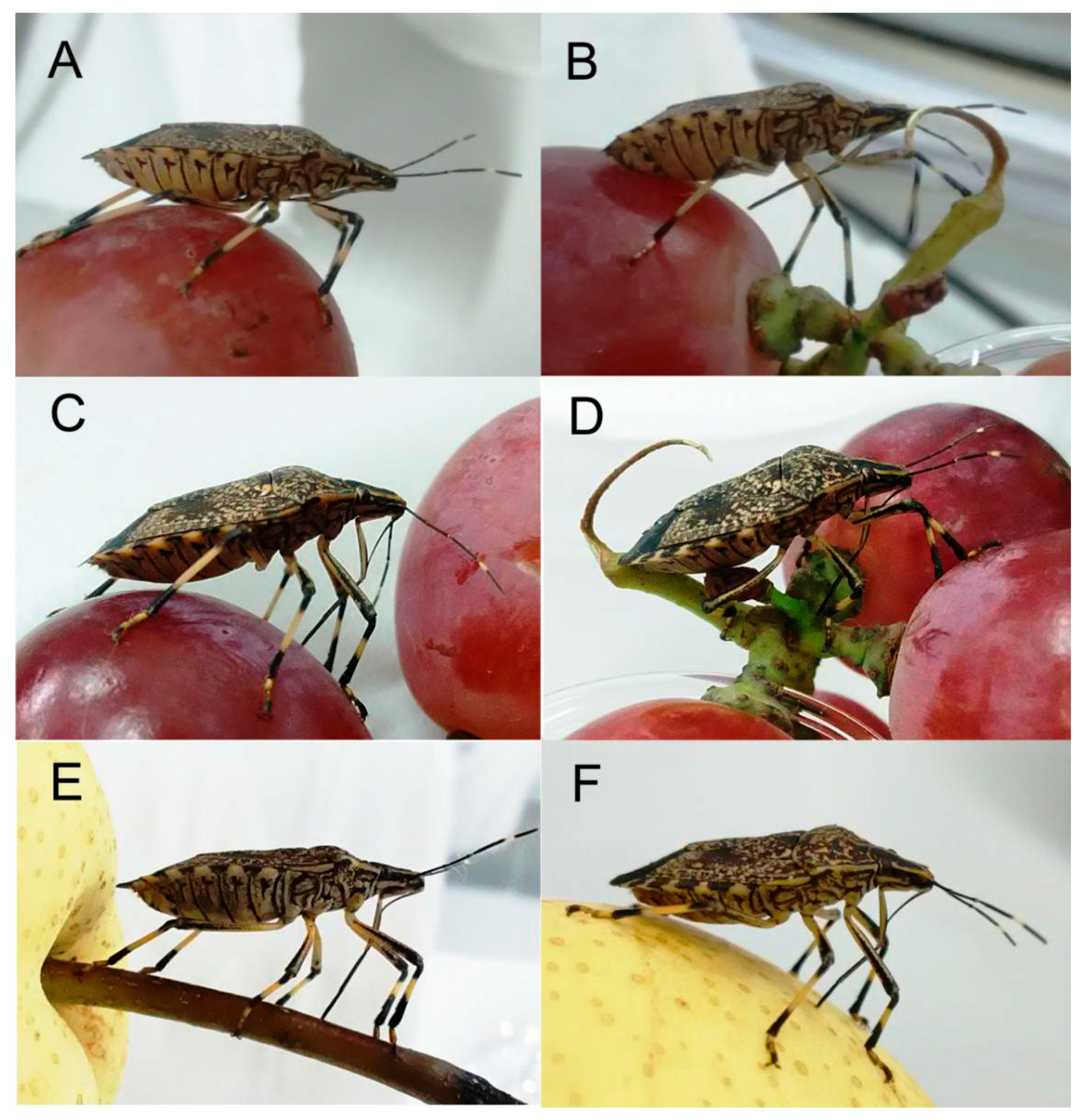 Insects 11 00503 g011 Insects 11 00503 g011