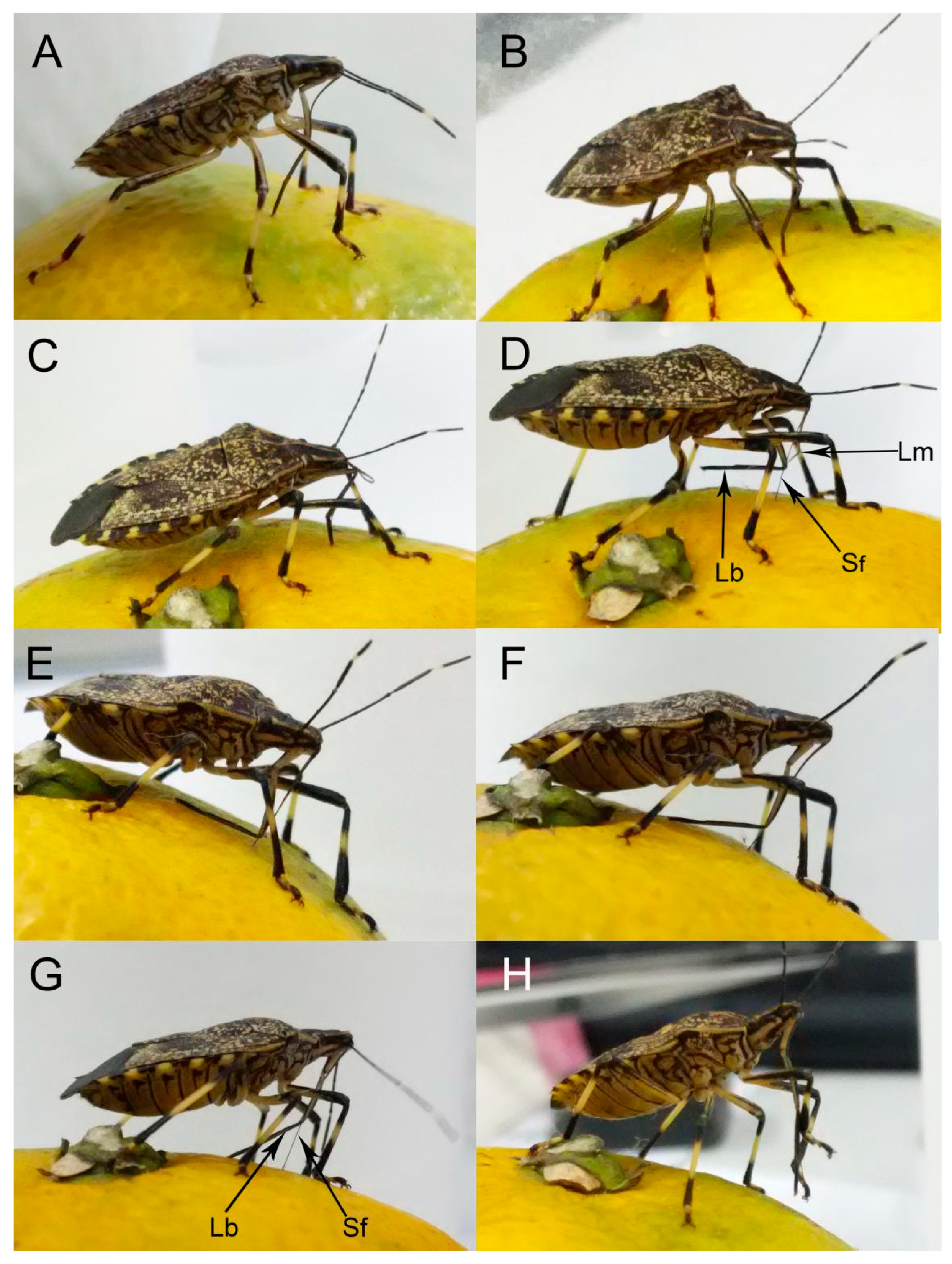 Insects 11 00503 g012 Insects 11 00503 g012