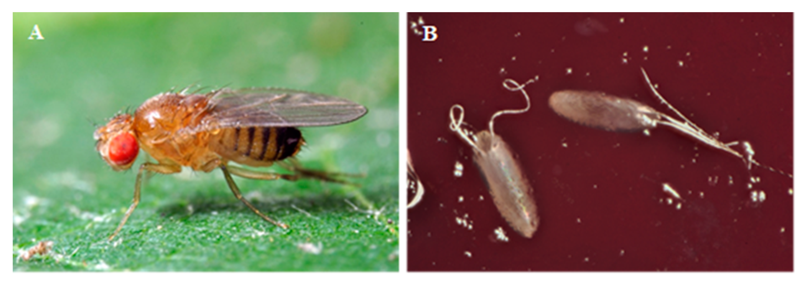 Insects 11 00508 g001