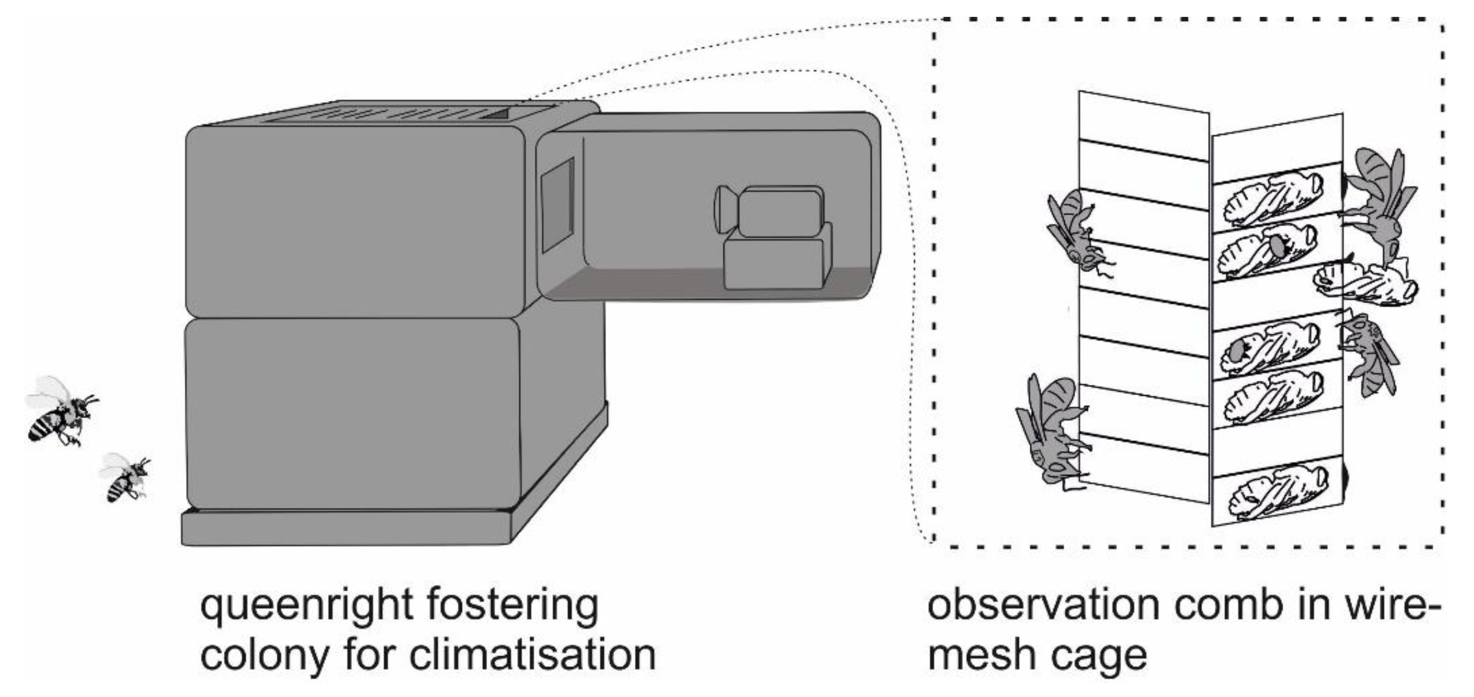 Insects Free Full Text Individual Level Comparisons Of Honey Bee Hymenoptera Apoidea Hygienic Behavior Towards Brood Infested With Varroa Destructor Parasitiformes Varroidae Or Tropilaelaps Mercedesae Mesostigmata Laelapidae Html