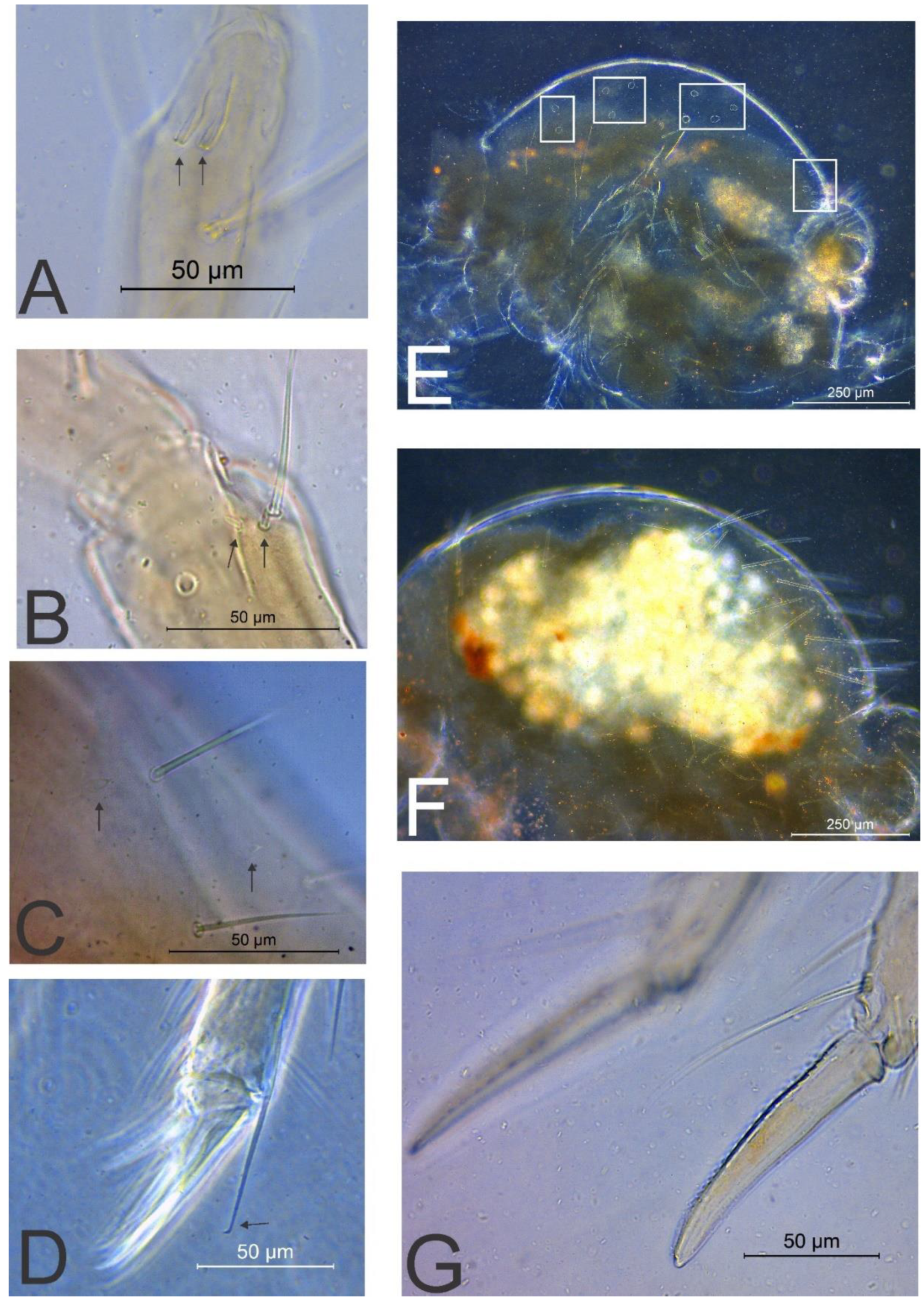 Insects 11 00519 g005 Insects 11 00519 g005