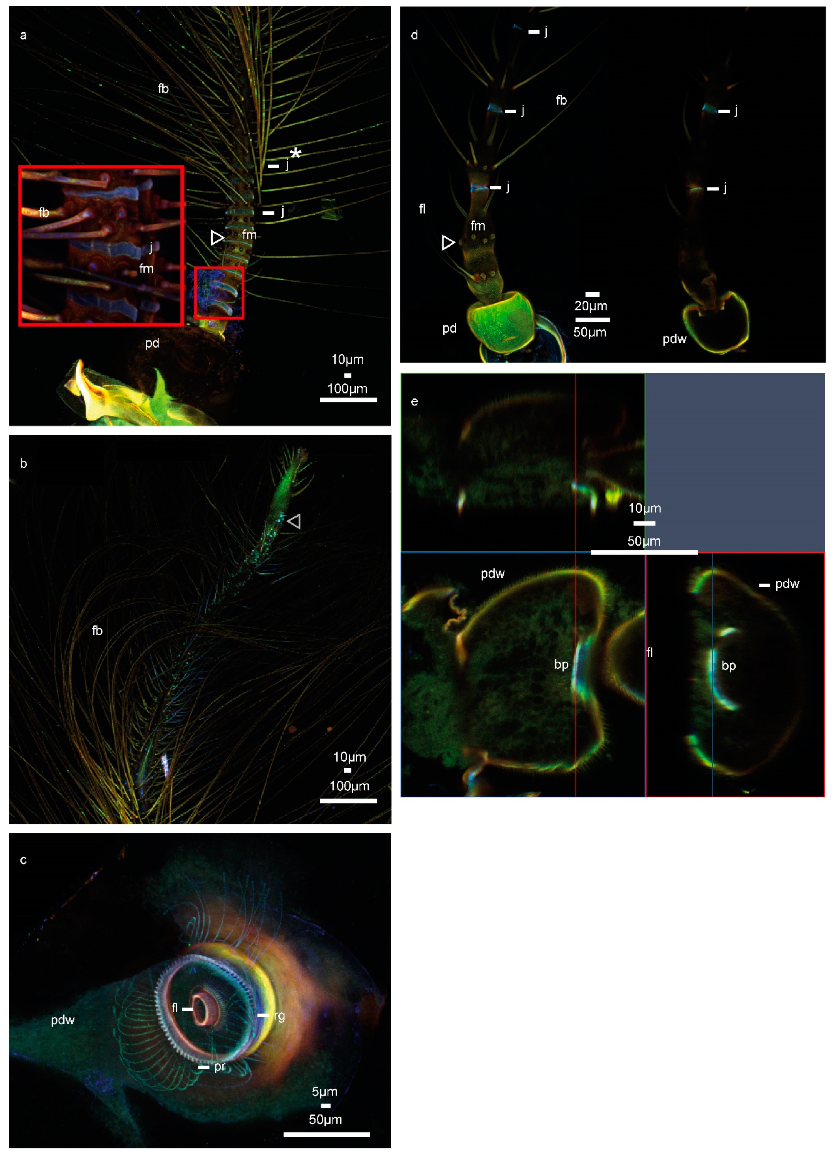 Insects 11 00520 g001 Insects 11 00520 g001