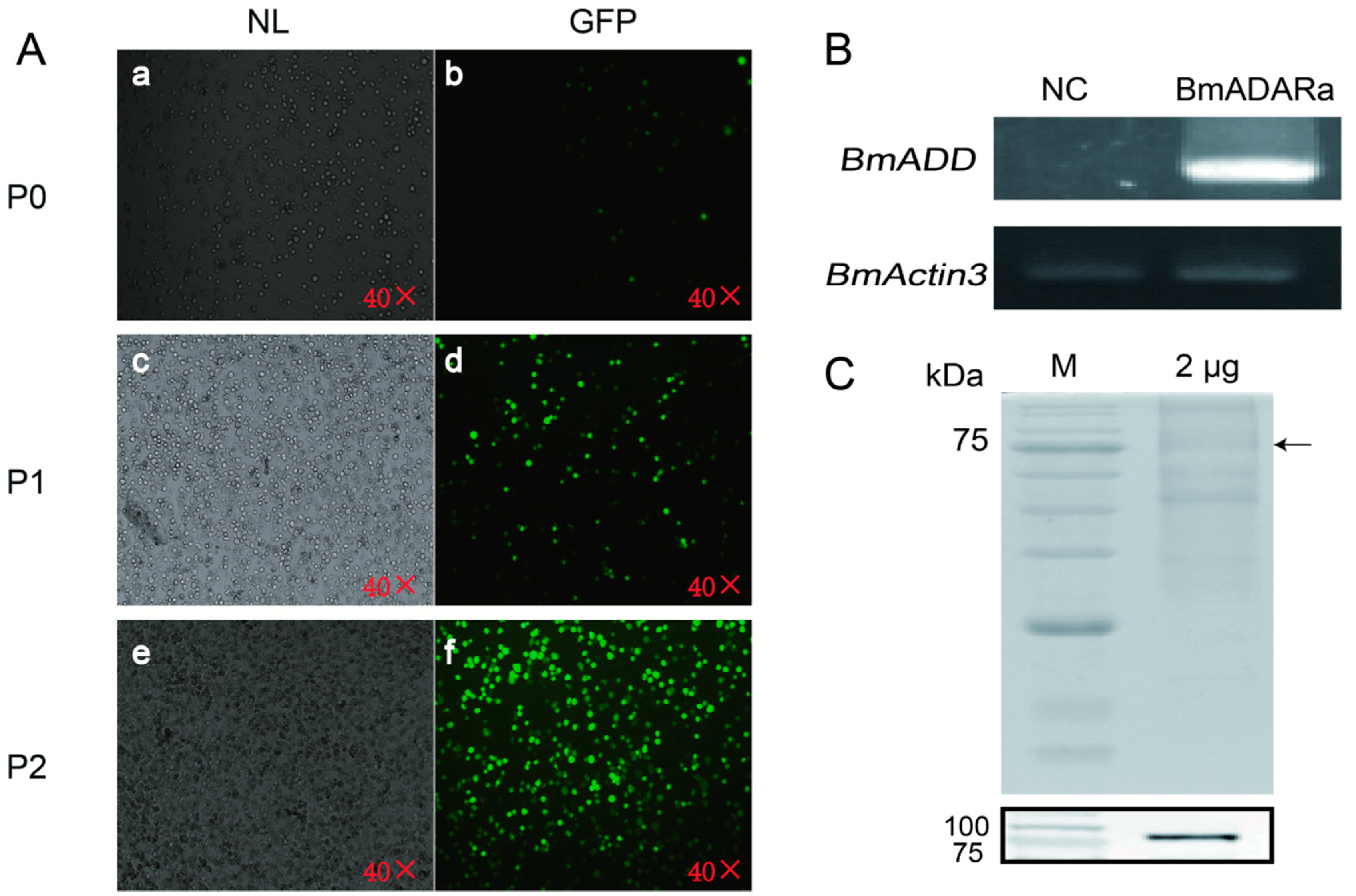 Insects 11 00523 g003 Insects 11 00523 g003