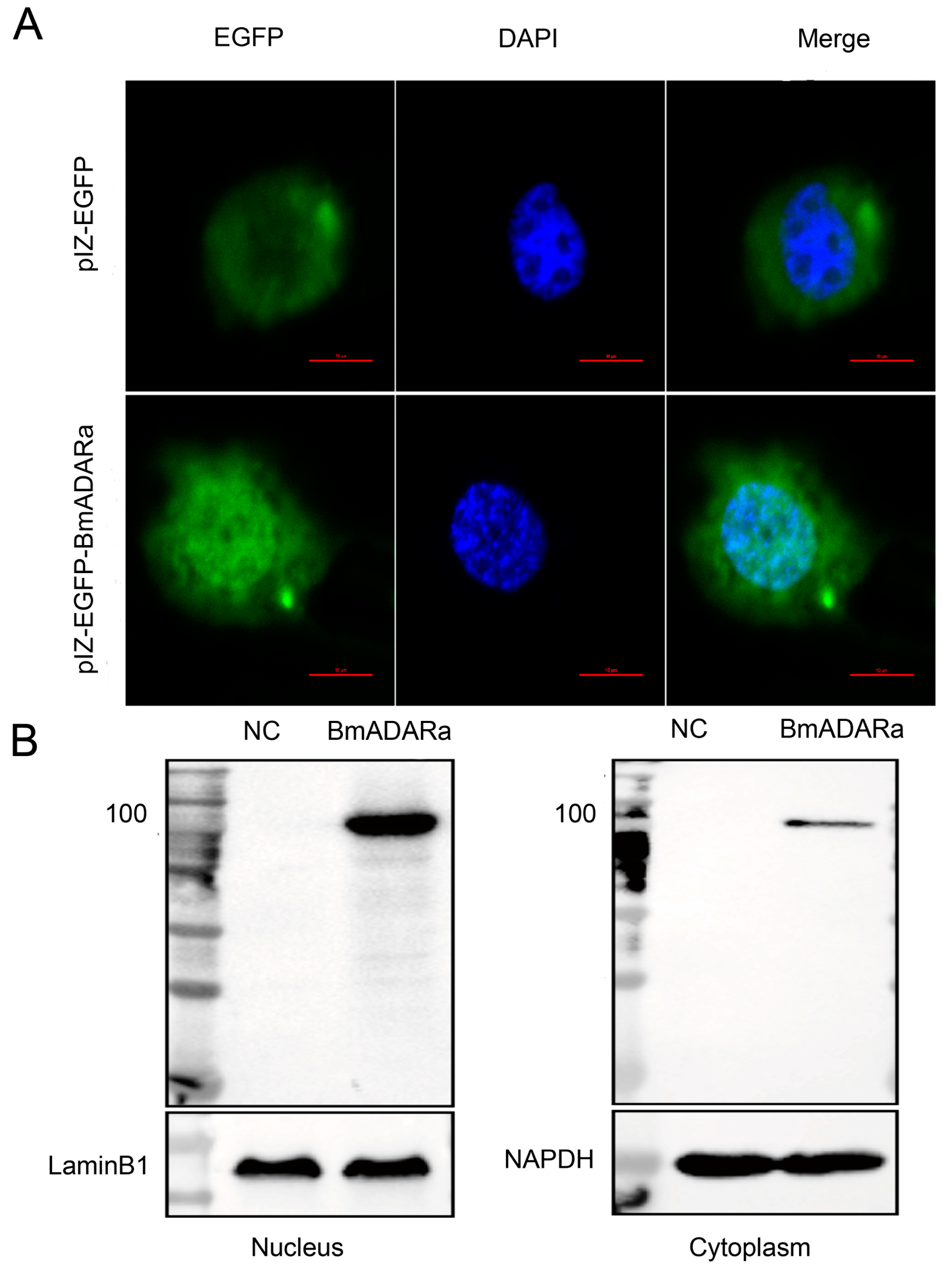 Insects 11 00523 g004 Insects 11 00523 g004
