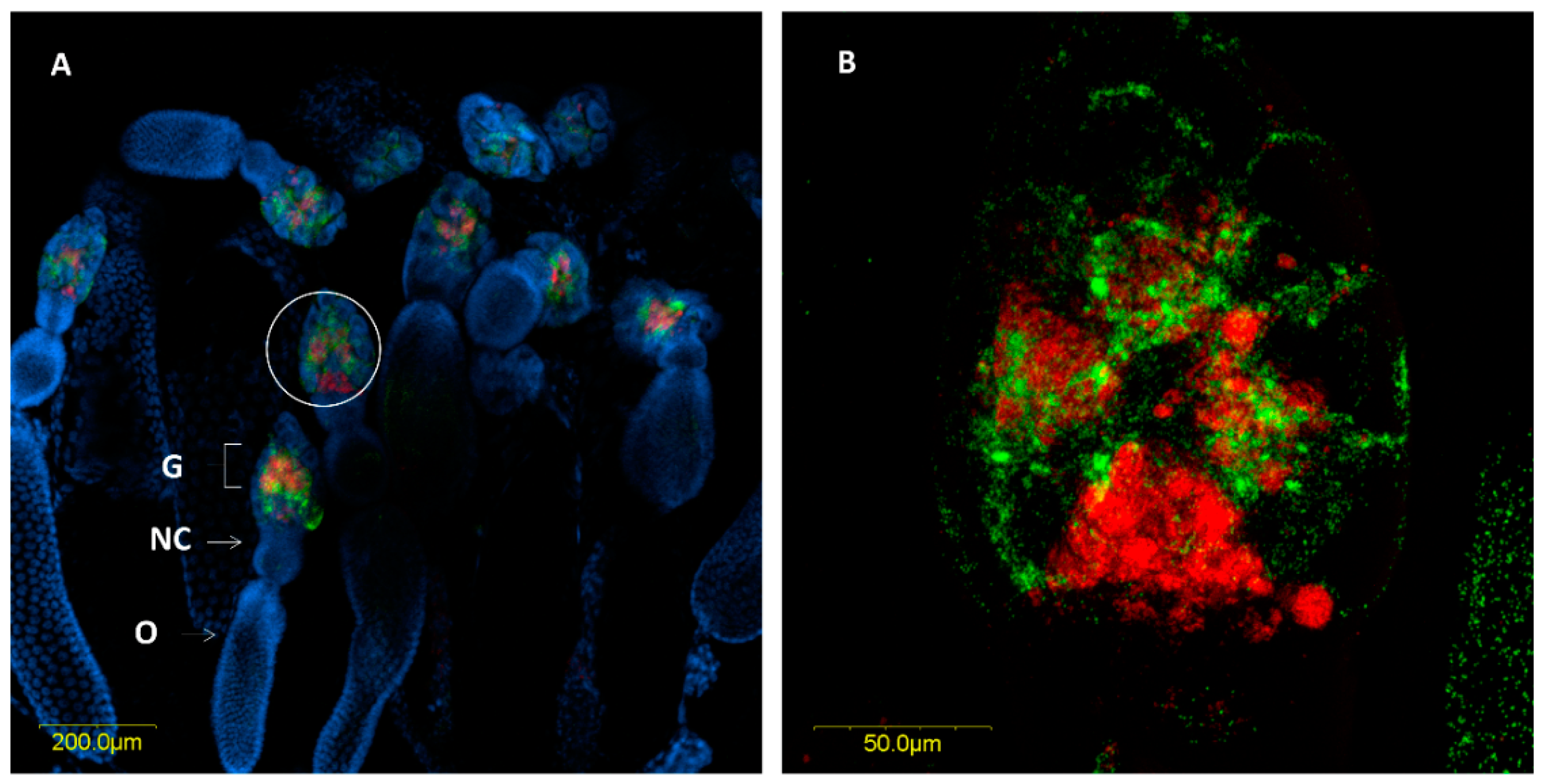 Insects 11 00530 g004