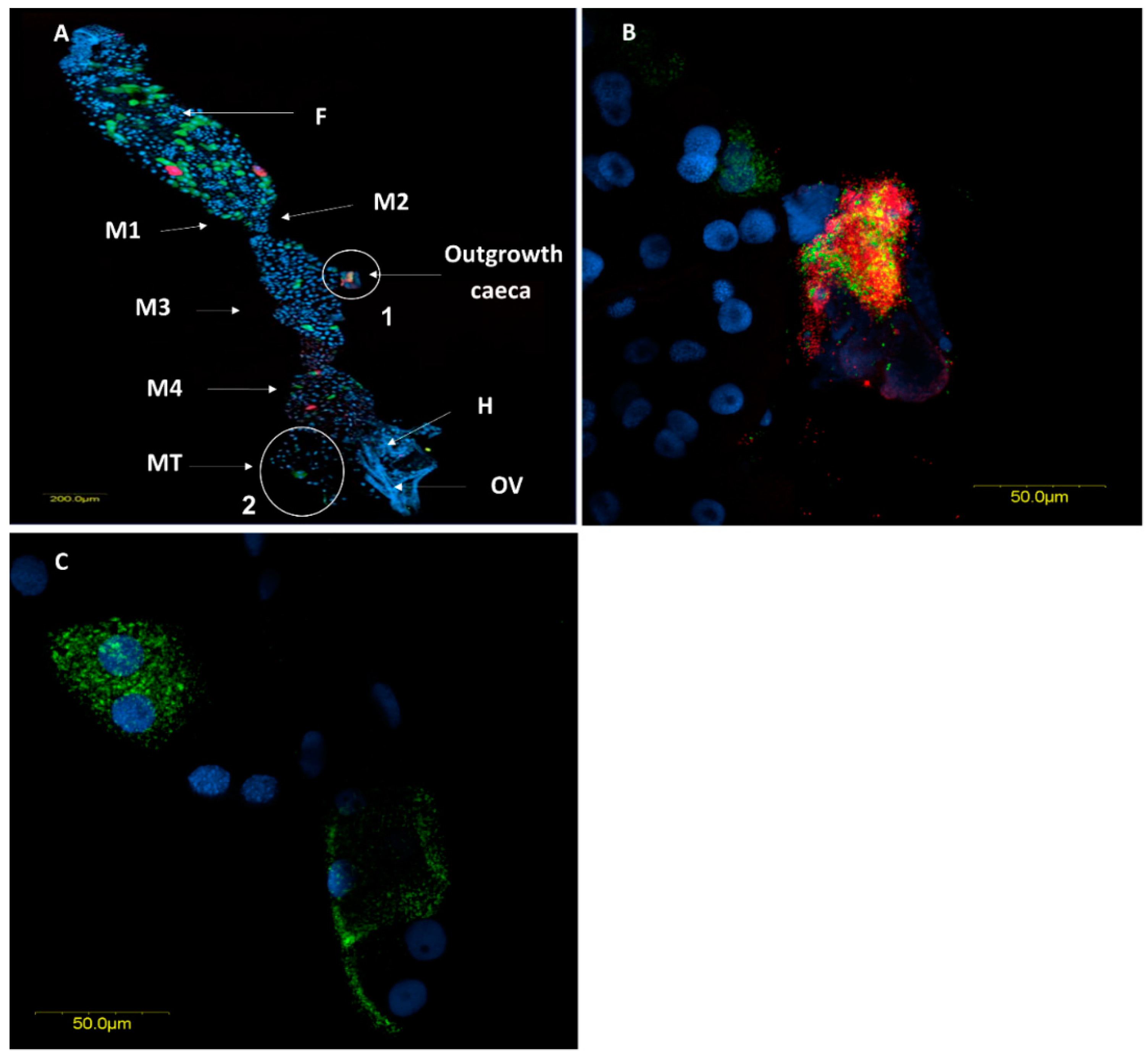 Insects 11 00530 g005