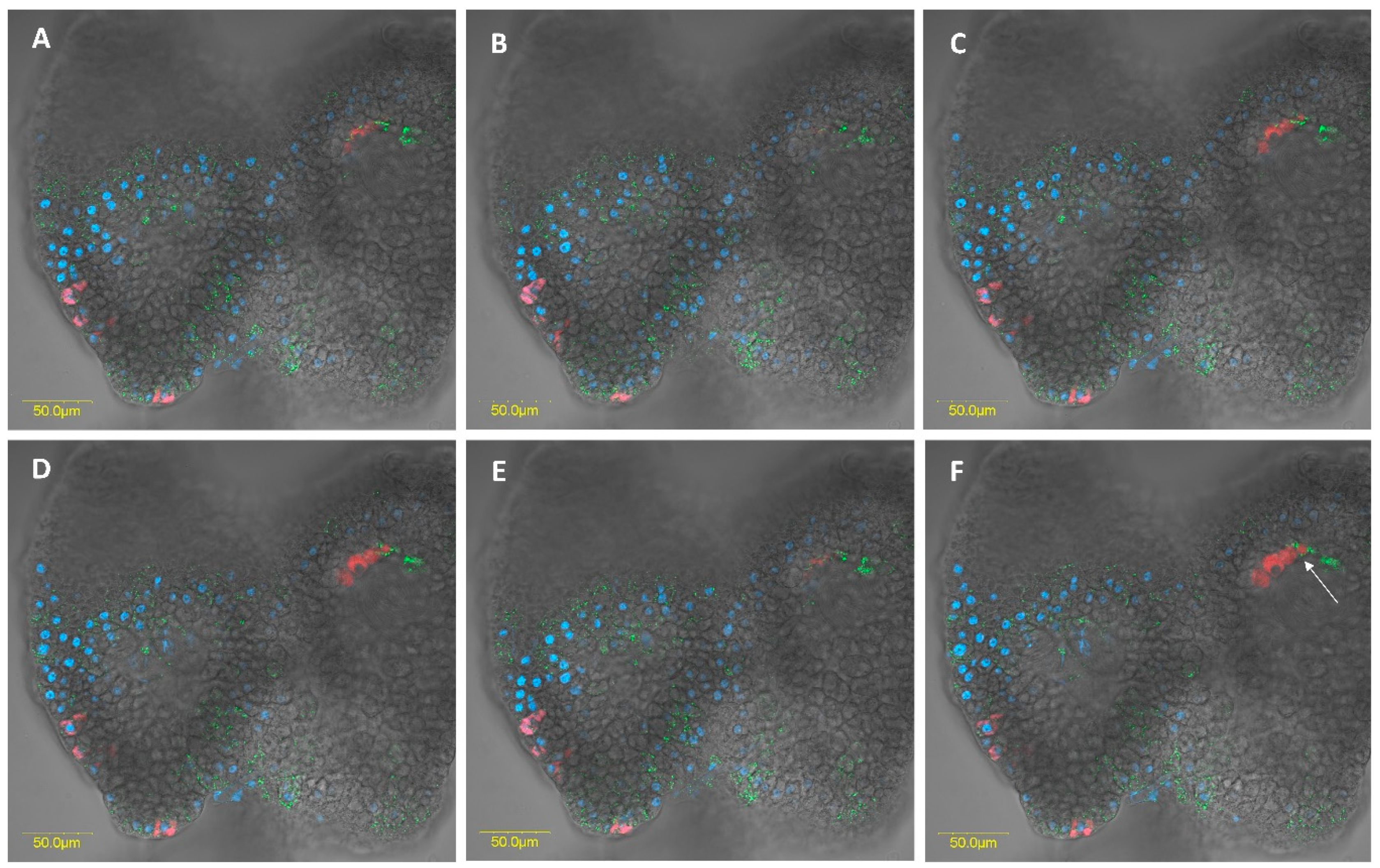 Insects 11 00530 g008