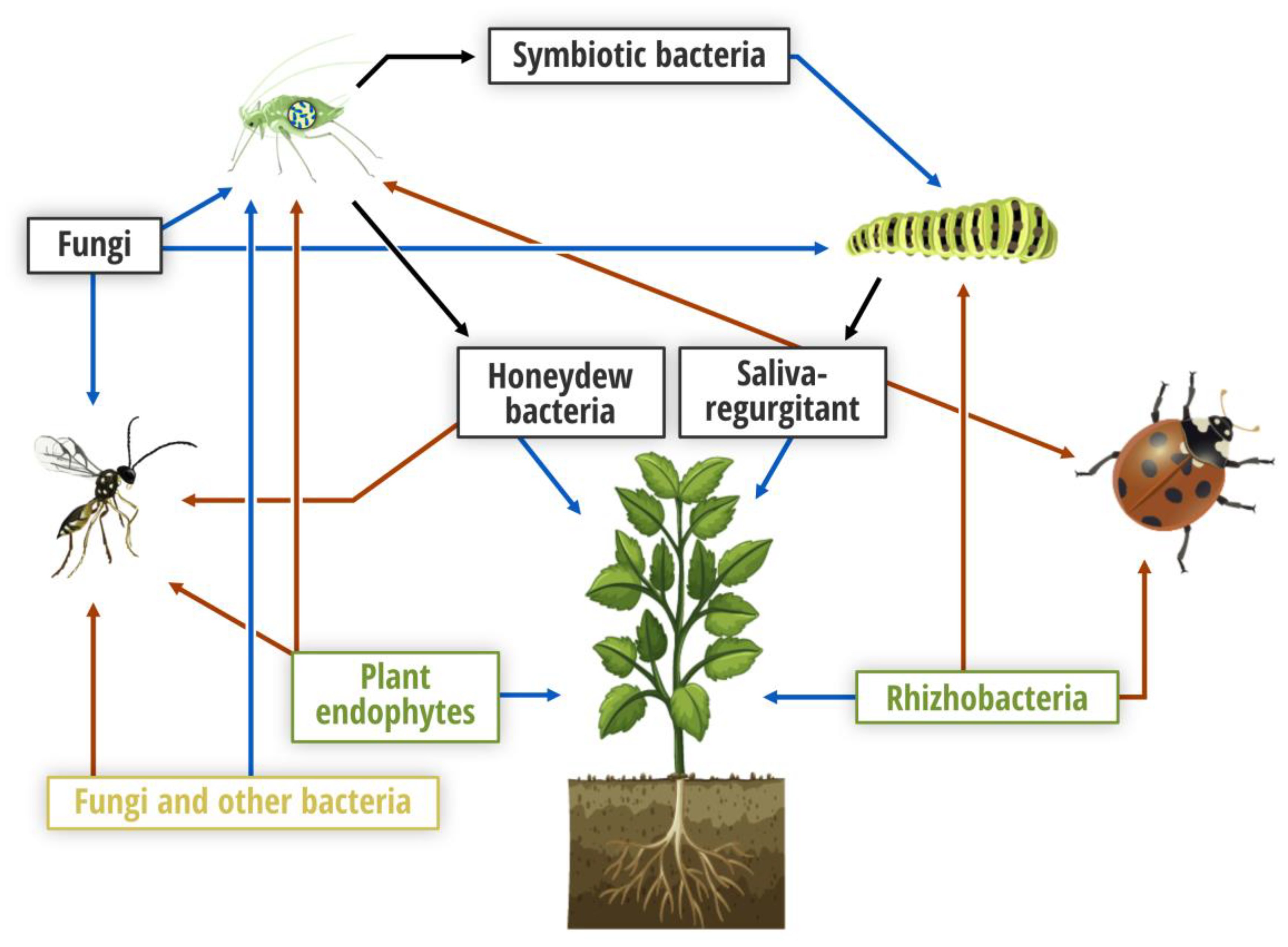 Prevent Disease in Seedlings: Environmental Requirements, Natural Predators for Pests and Proper Pruning Techniques.