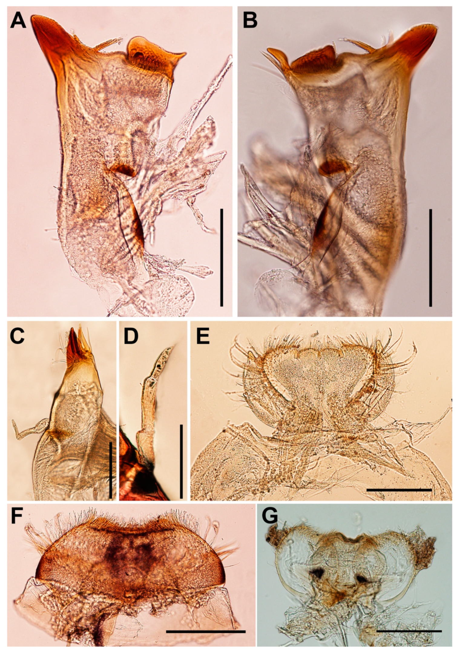 Insects 11 00554 g002 Insects 11 00554 g002