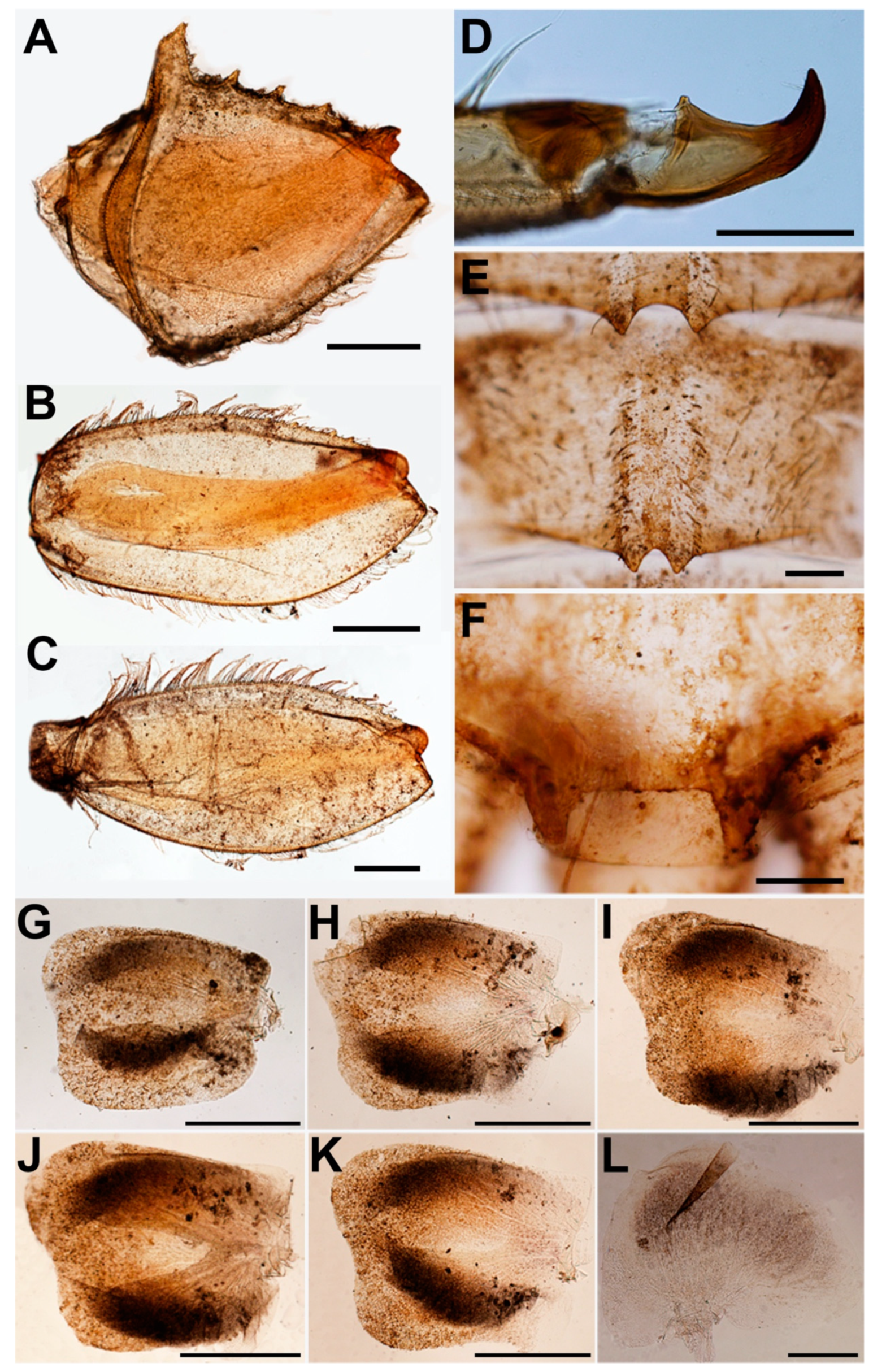 Insects Free Full Text A New Species Of Vietnamella Tshernova 1972 Ephemeroptera Vietnamellidae From Thailand Html