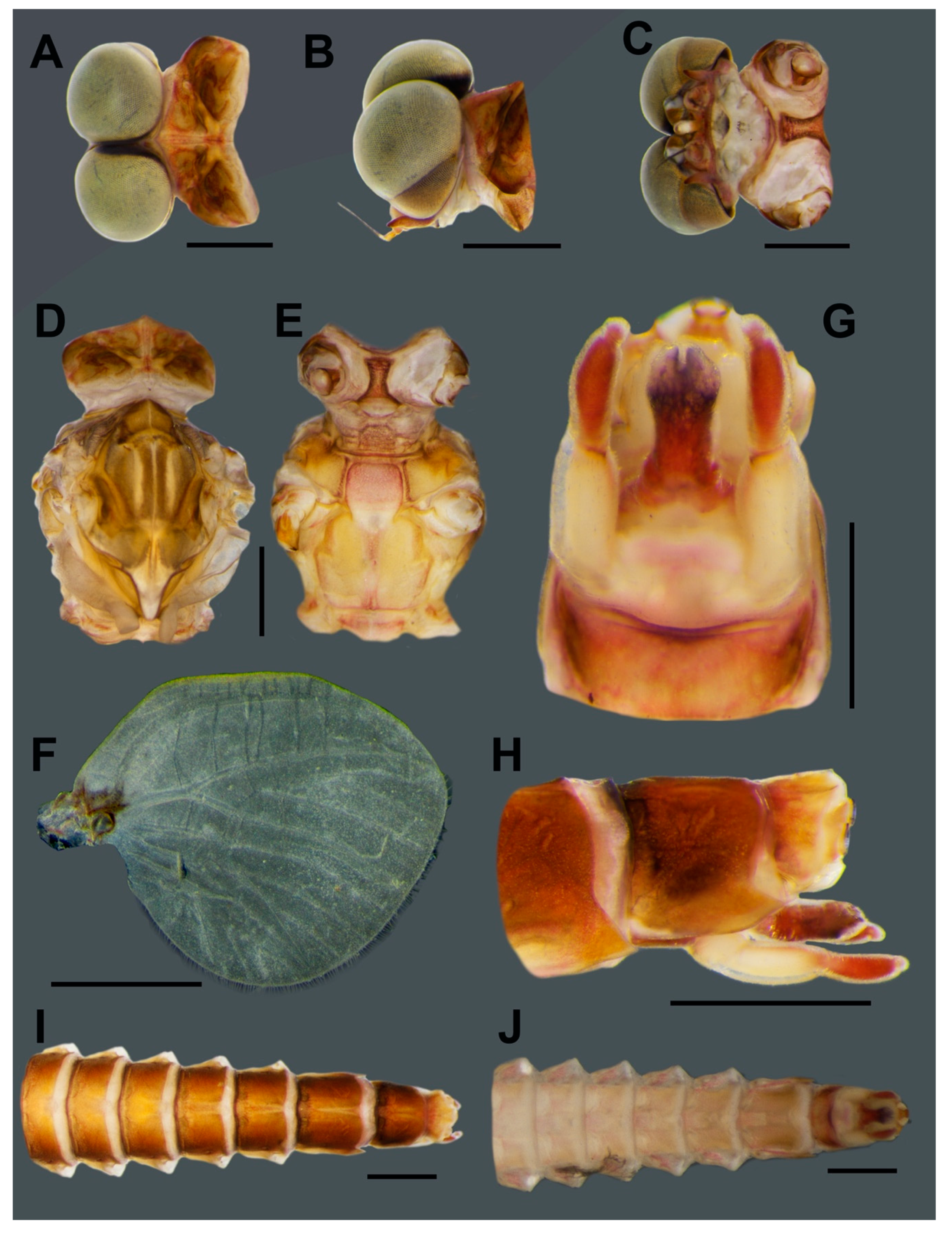 Insects 11 00554 g004 Insects 11 00554 g004