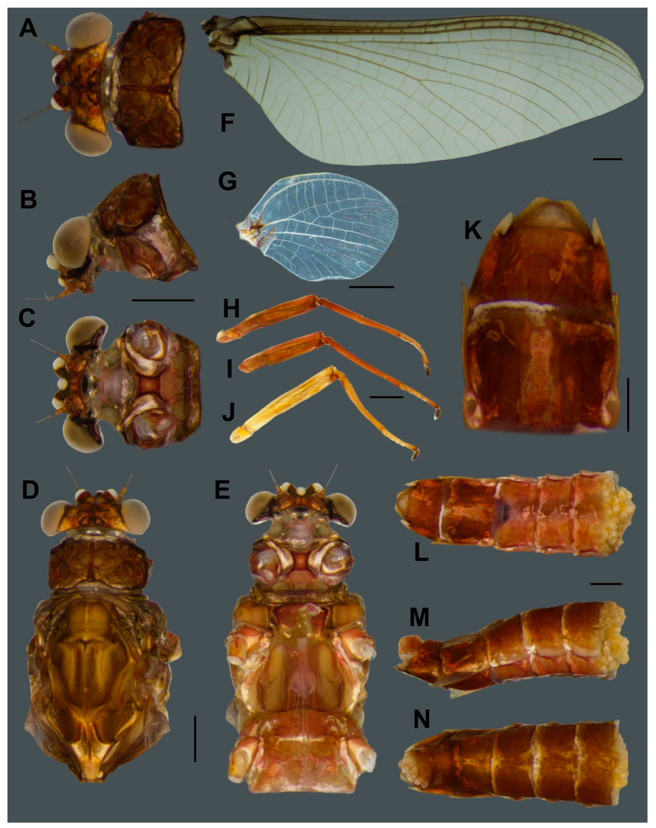 Insects 11 00554 g005 Insects 11 00554 g005