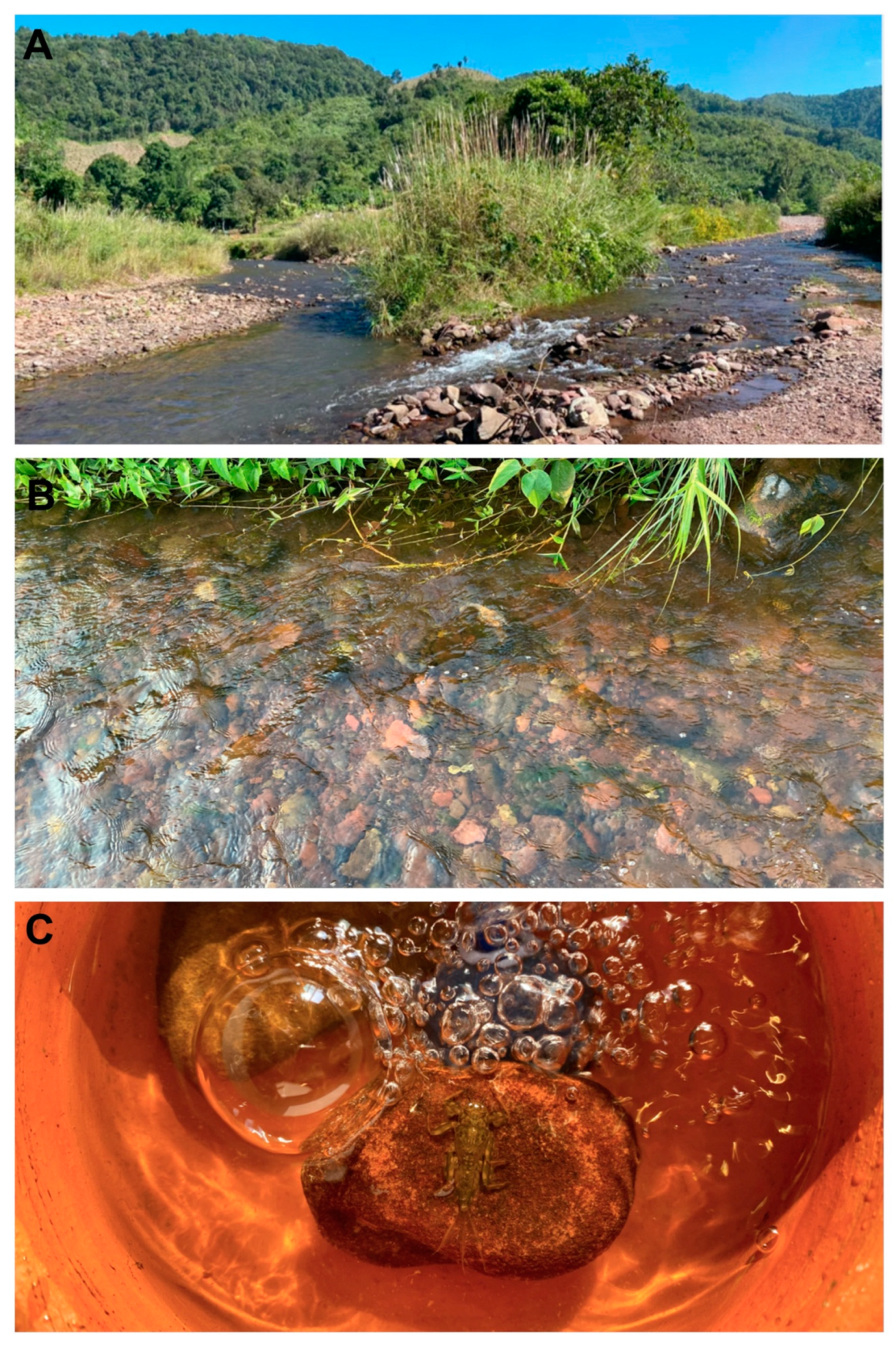 Insects 11 00554 g008 Insects 11 00554 g008