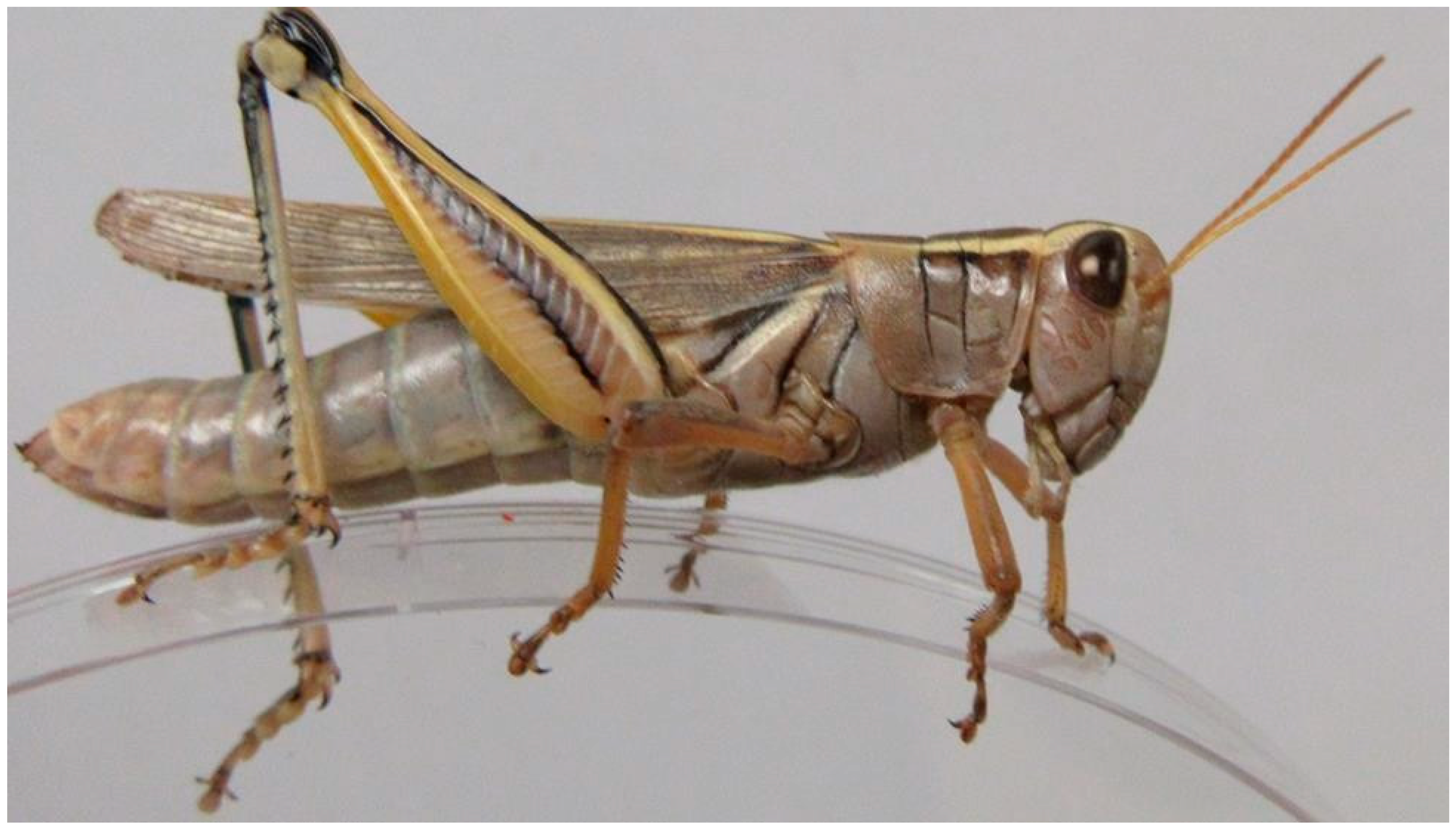 Insects 11 00566 g002 Insects 11 00566 g002