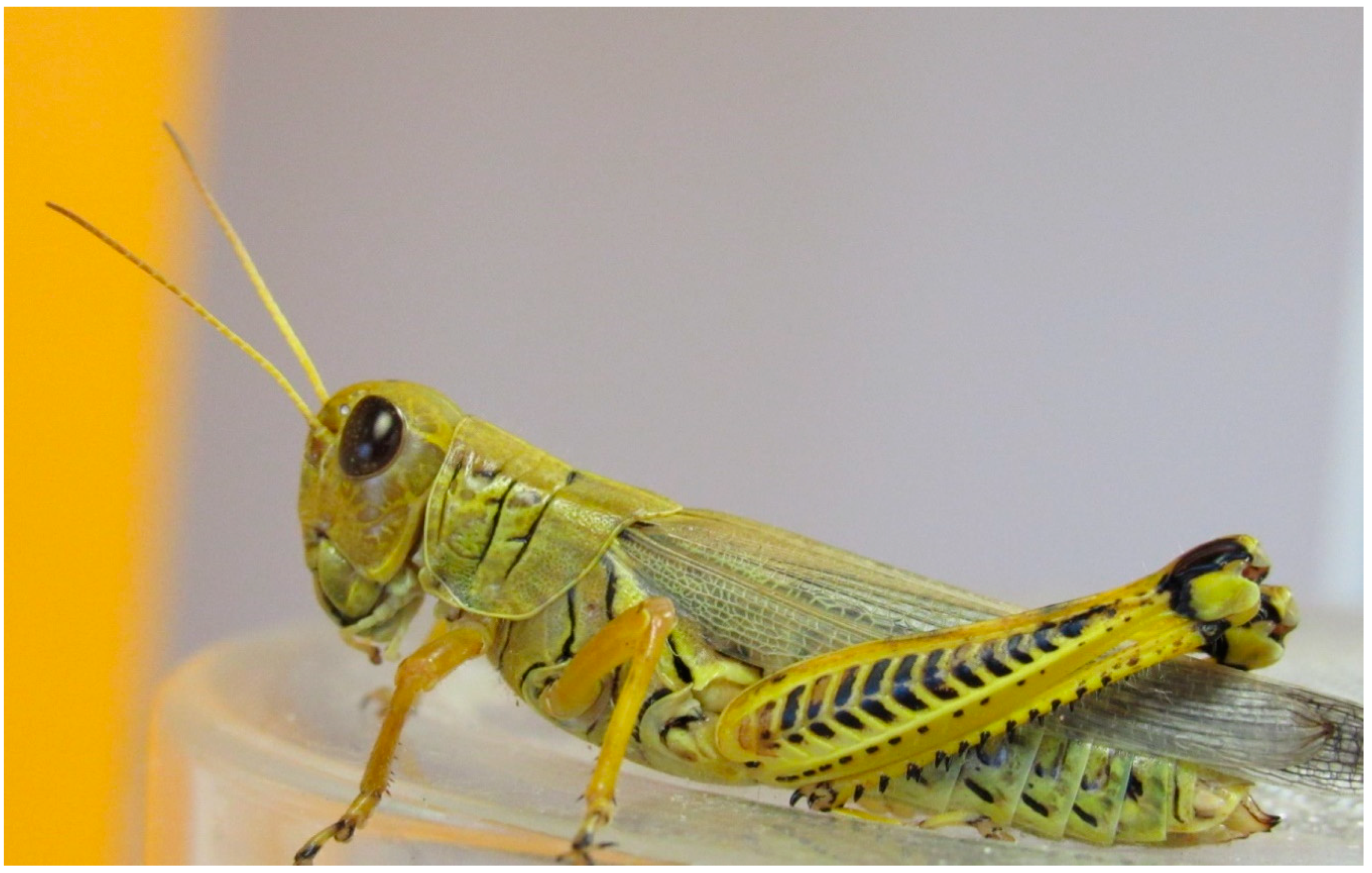 Locust vs grasshopper