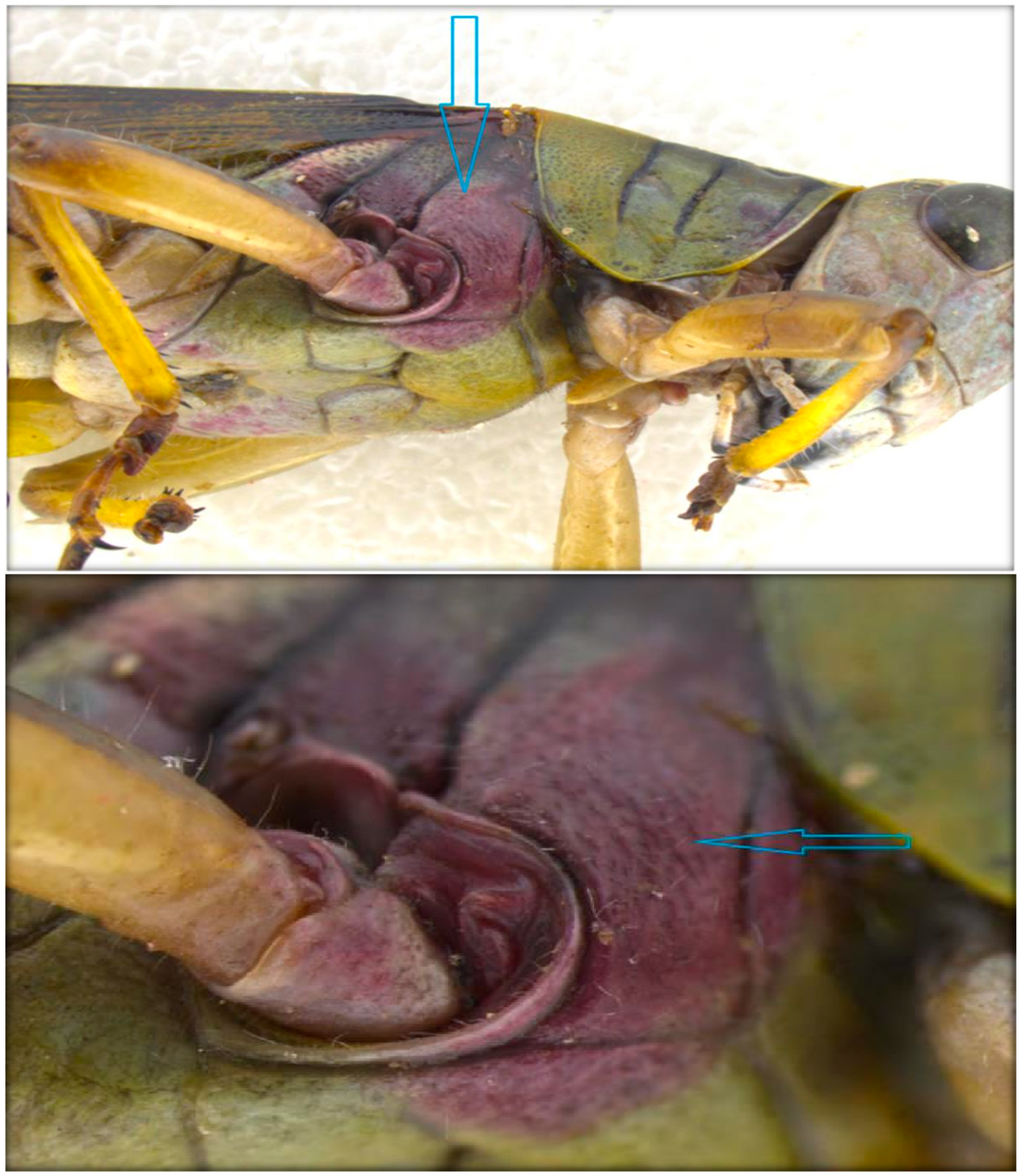 Insects 11 00566 g005 Insects 11 00566 g005