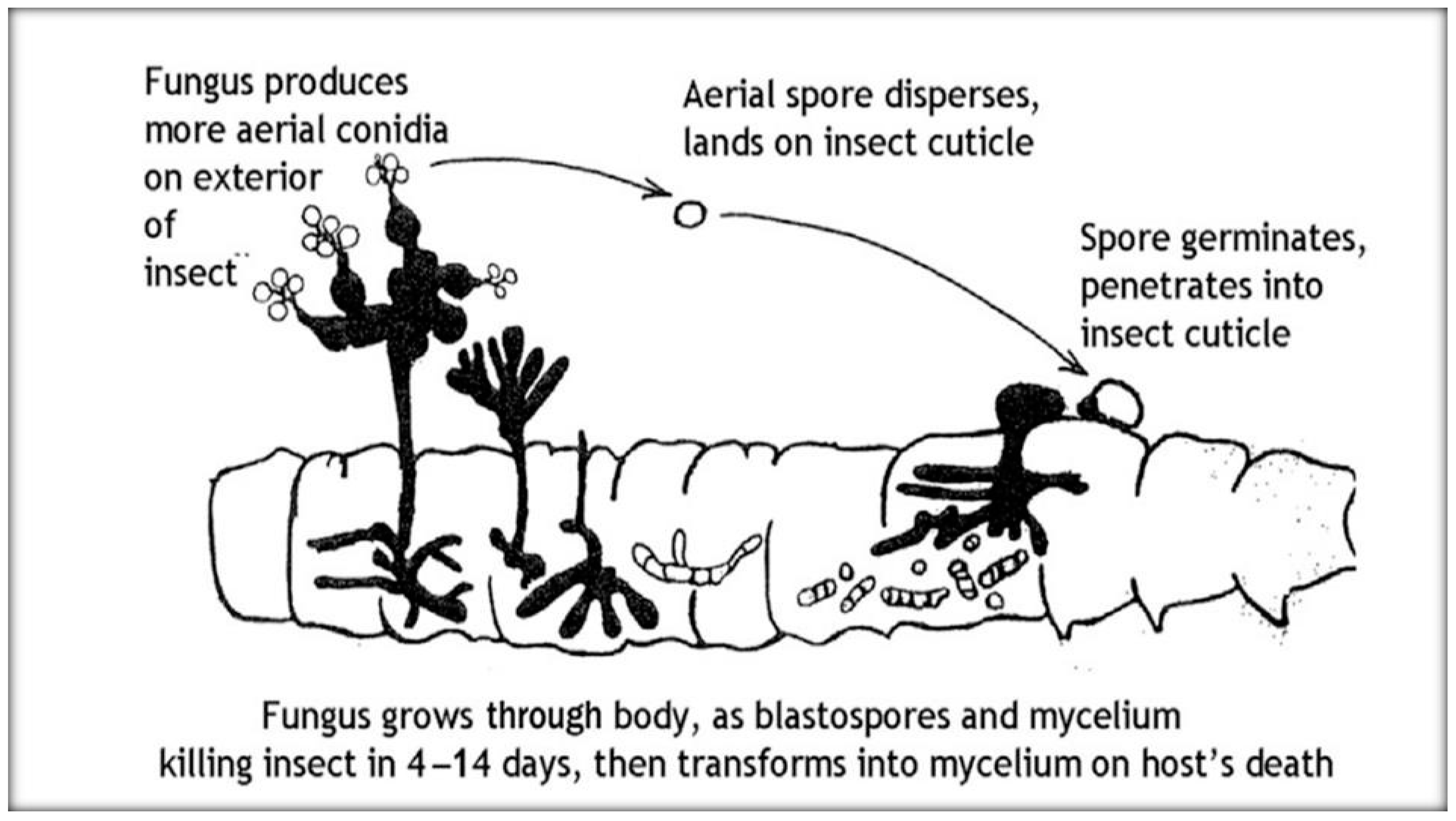 Insects 11 00566 g006 Insects 11 00566 g006