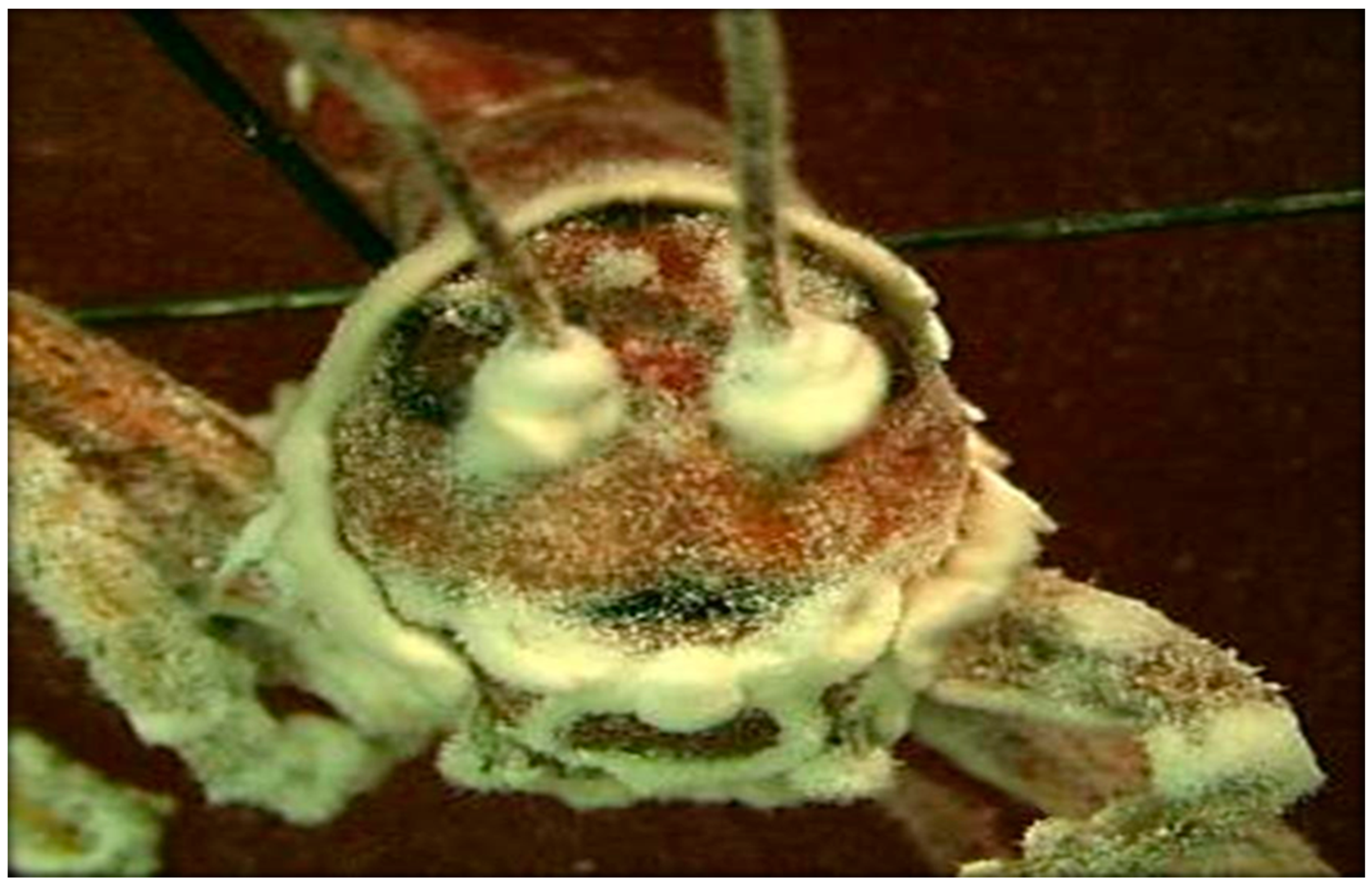 Insects 11 00566 g007 Insects 11 00566 g007