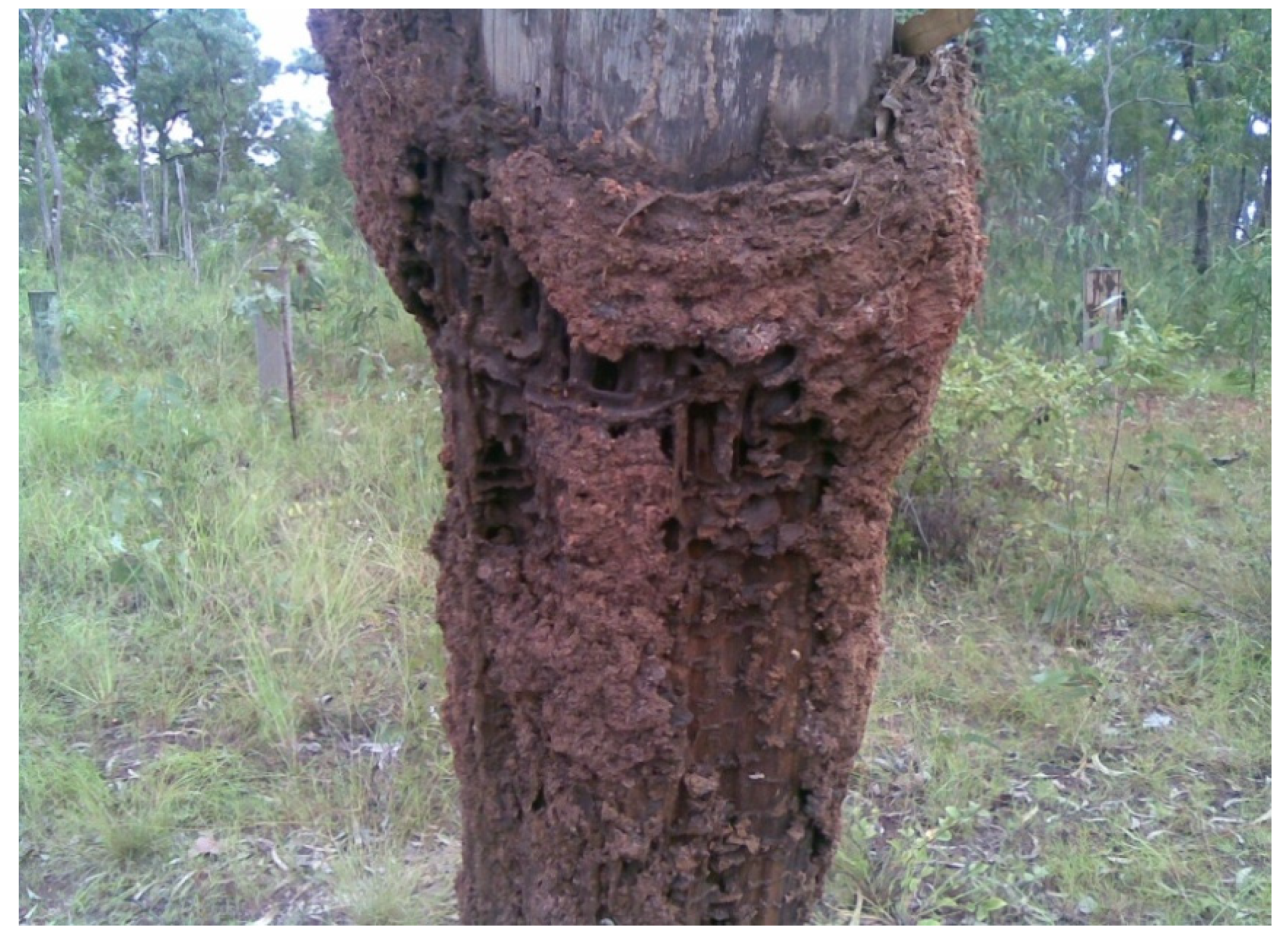 Insects 11 00568 g010